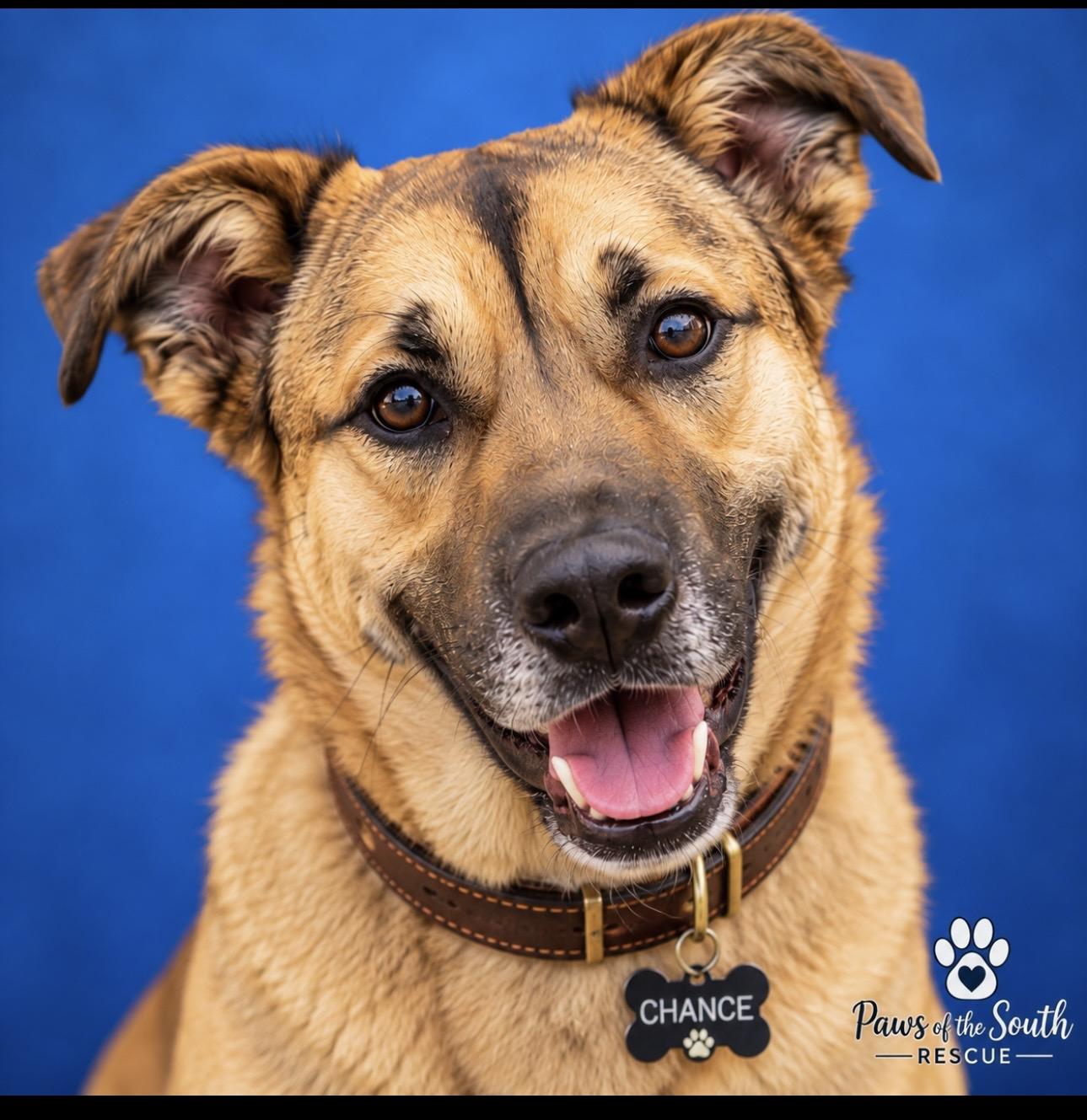 Enlarge Chance, a Adoptable mixed breed in CUMMING, GA image 1/5