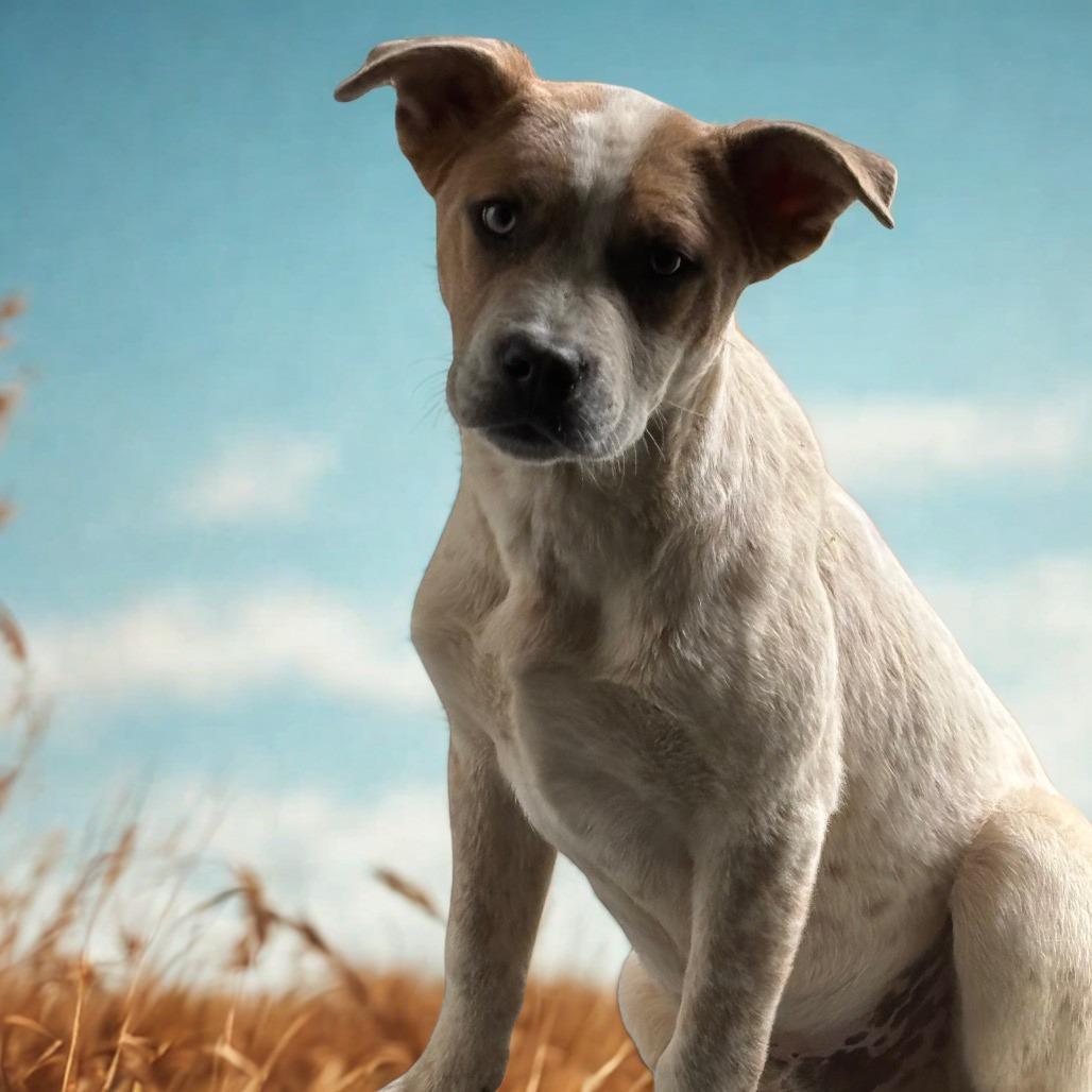Simon, Adoptable, Young Male Terrier & Mixed Breed.
