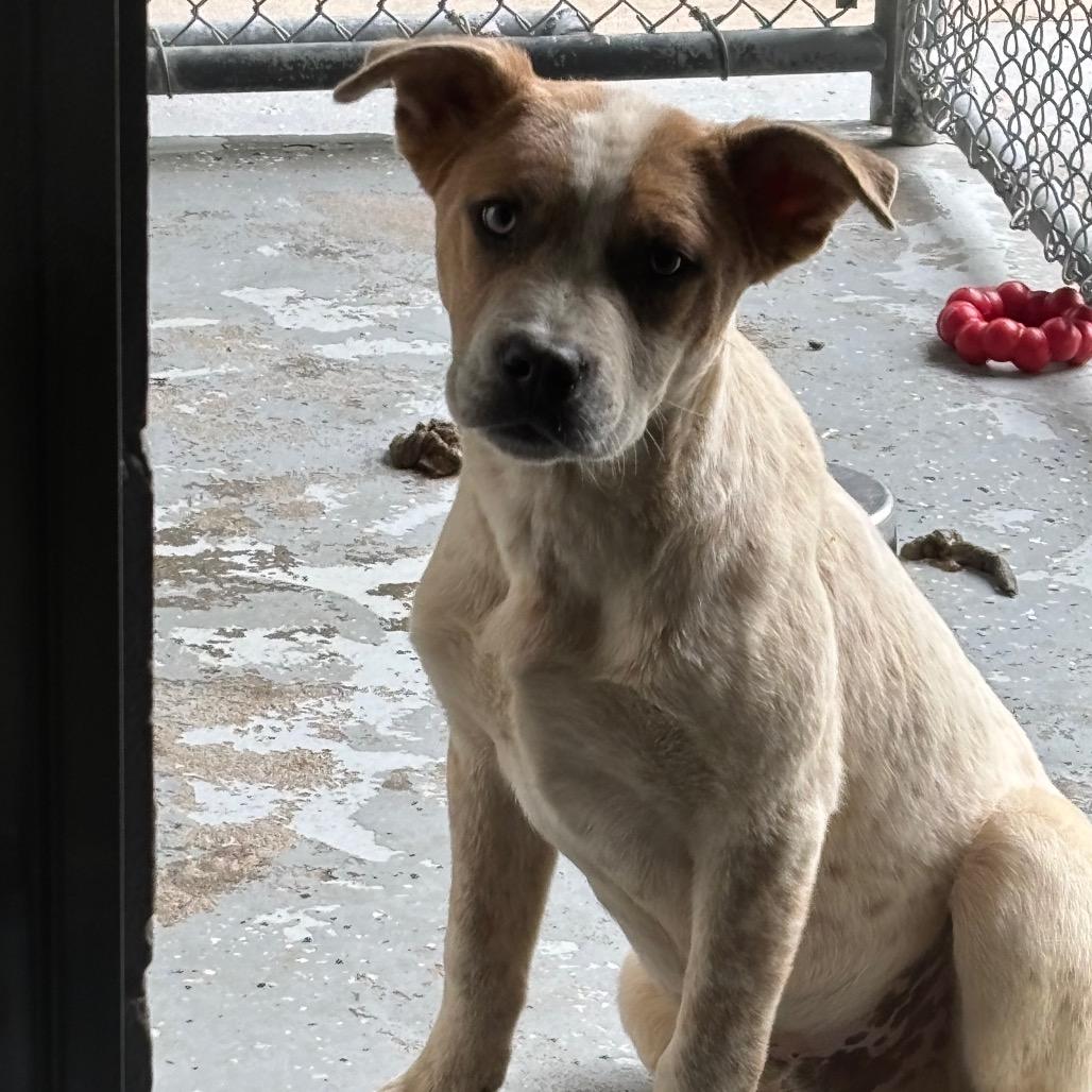 Simon, a Adoptable mixed breed in Galax, VA image 2/2