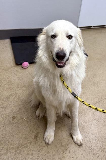 Enlarge Bom-Bom, an adopted Great Pyrenees in La Grange, TX image 1/1