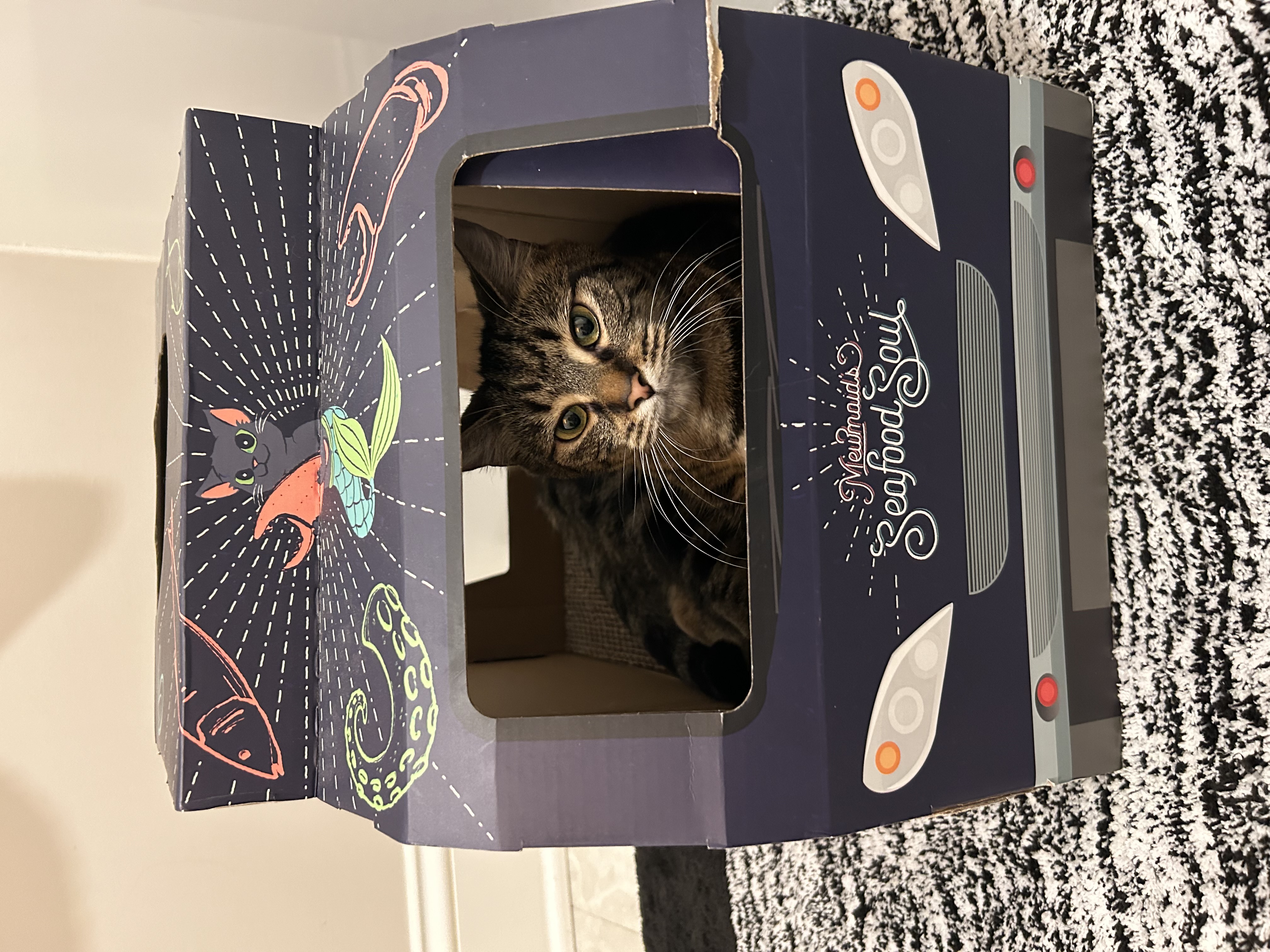 Maycie, a Adoptable Domestic Short Hair in CANONSBURG, PA image 3/3