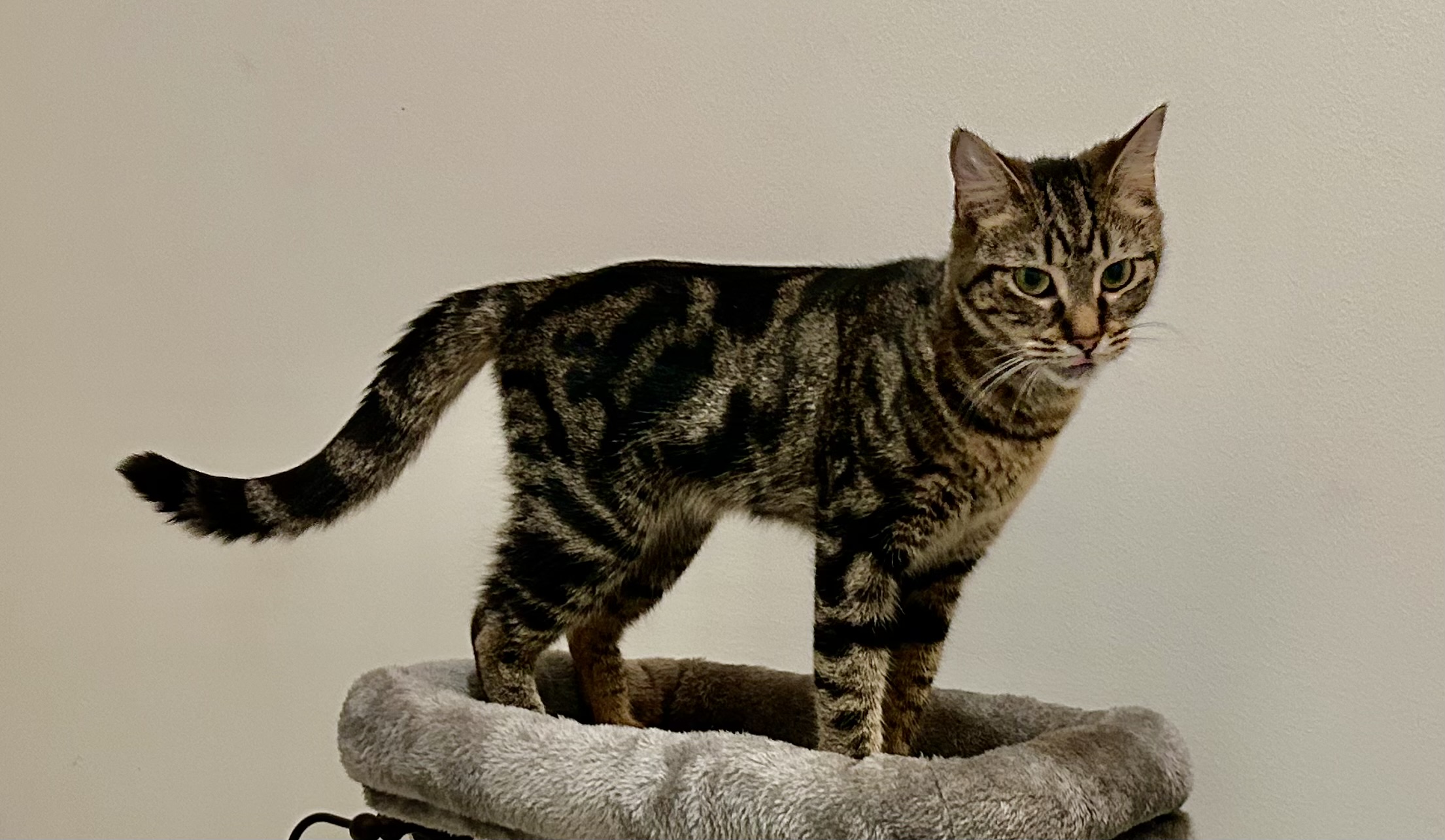 Maycie, Adoptable, Adult Female Domestic Short Hair.