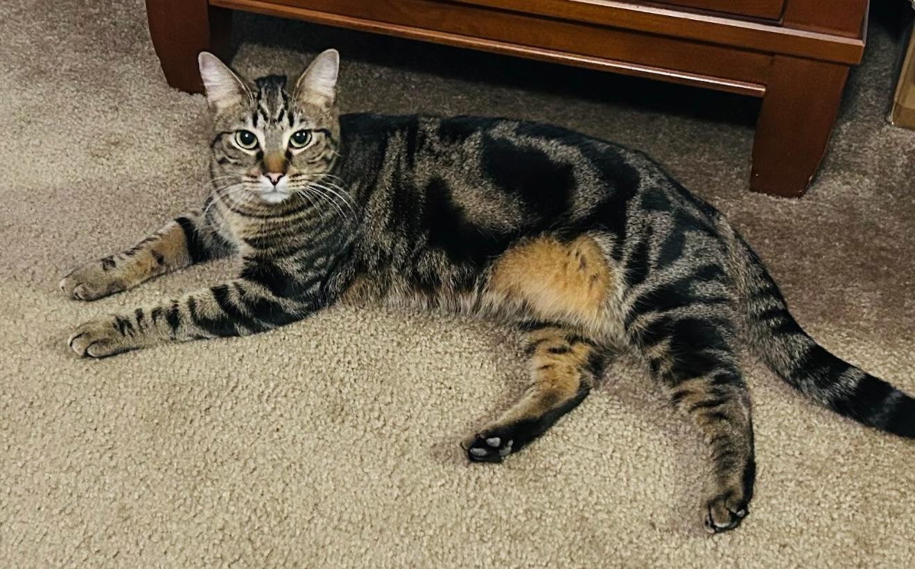 Maycie, a Adoptable Domestic Short Hair in CANONSBURG, PA image 2/3