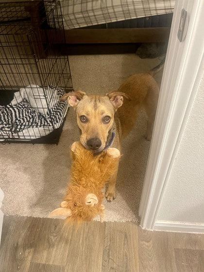 Yurei, Adoptable, Puppy Male Black Mouth Cur & Mixed Breed.