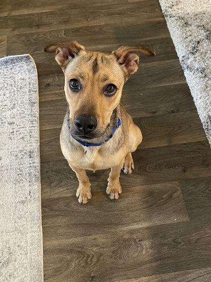 Yurei, a Adoptable mixed breed in San Marcos, TX image 2/3