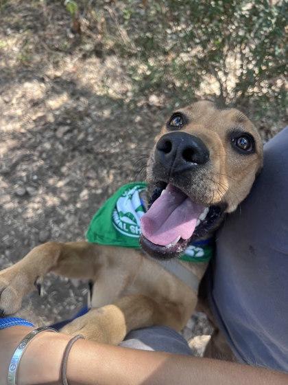 Yurei, a Adoptable mixed breed in San Marcos, TX image 3/3