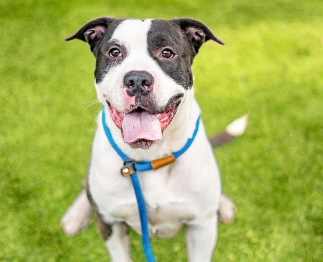 Enlarge SMUDGE, a Adoptable Pit Bull Terrier in San Jose, CA image 1/1