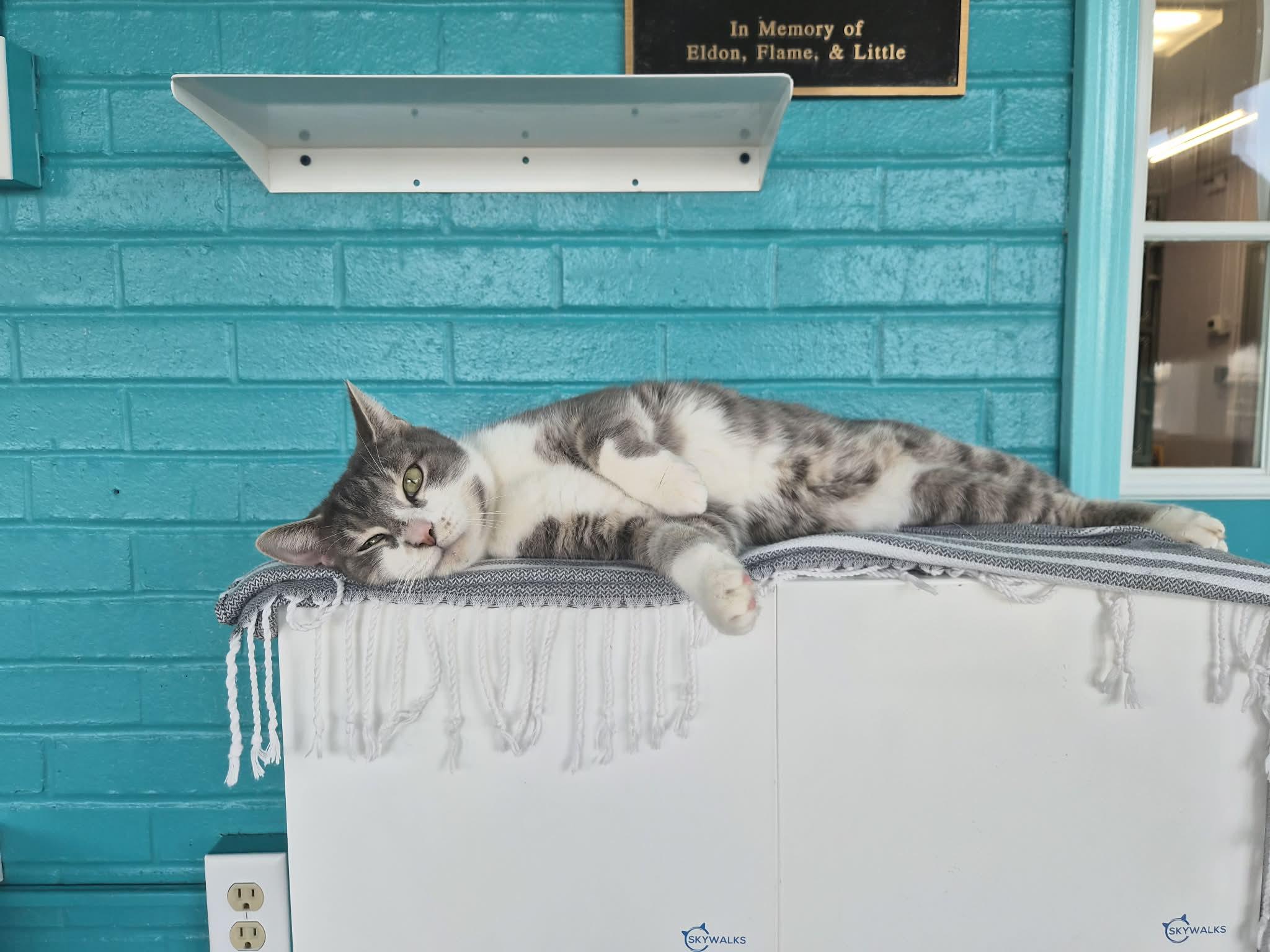 Enlarge Gary, a Adoptable Domestic Short Hair in Moundsville, WV image 1/2