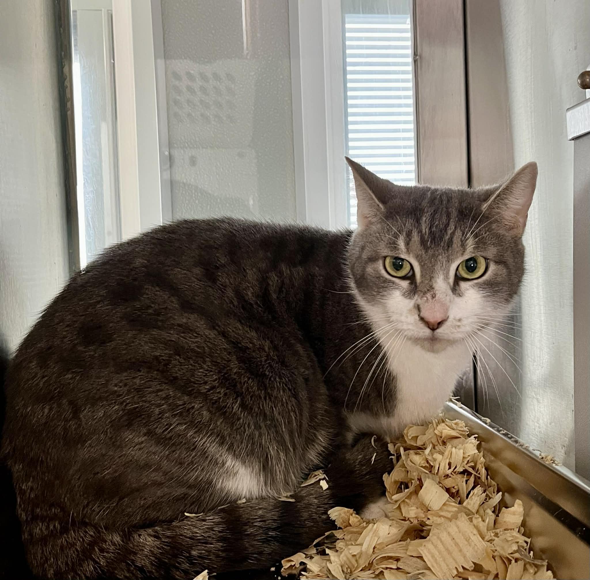 Enlarge Gary, a Adoptable Domestic Short Hair in Moundsville, WV image 2/2