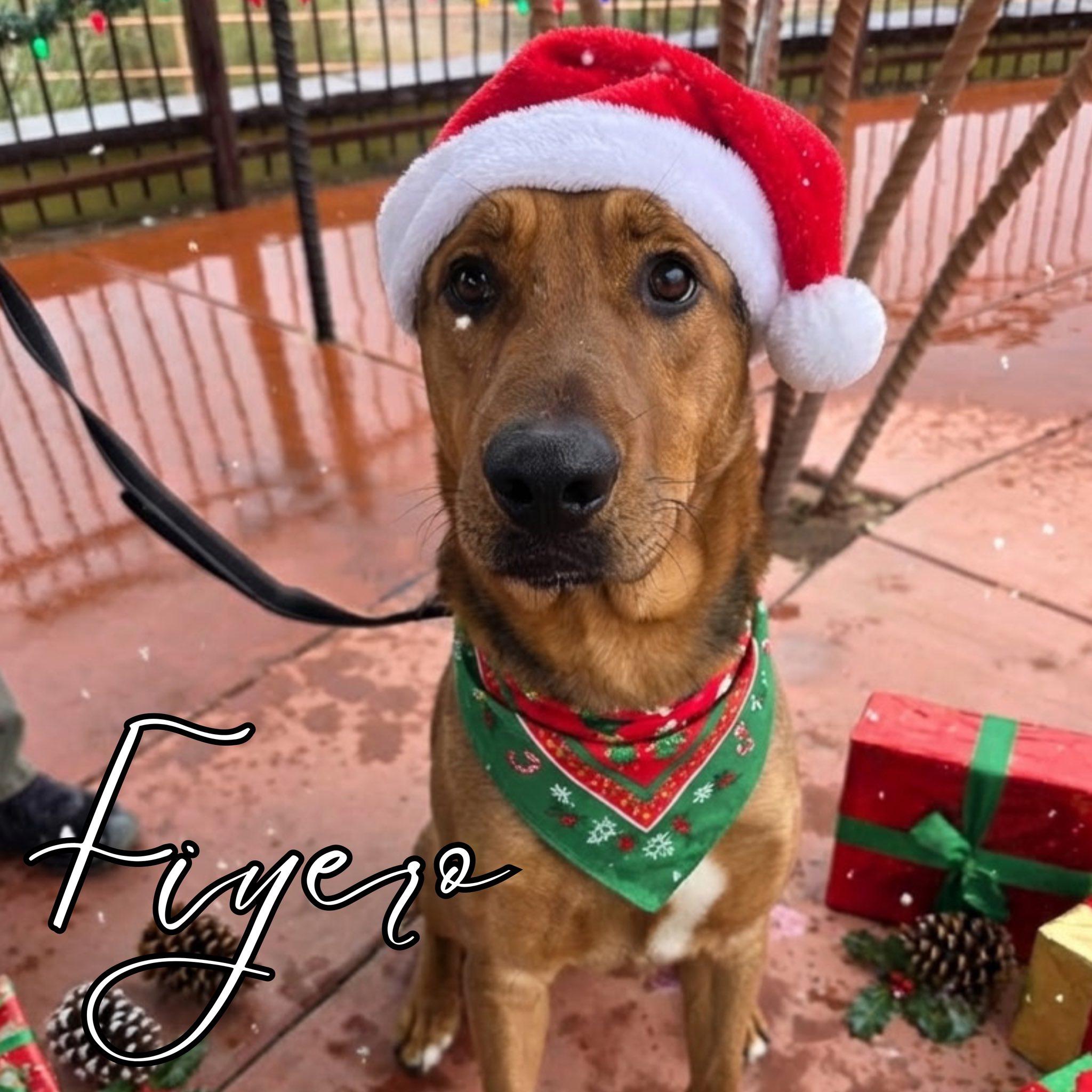 Fiyero, ADOPTABLE, Adult Male German Shepherd Dog.