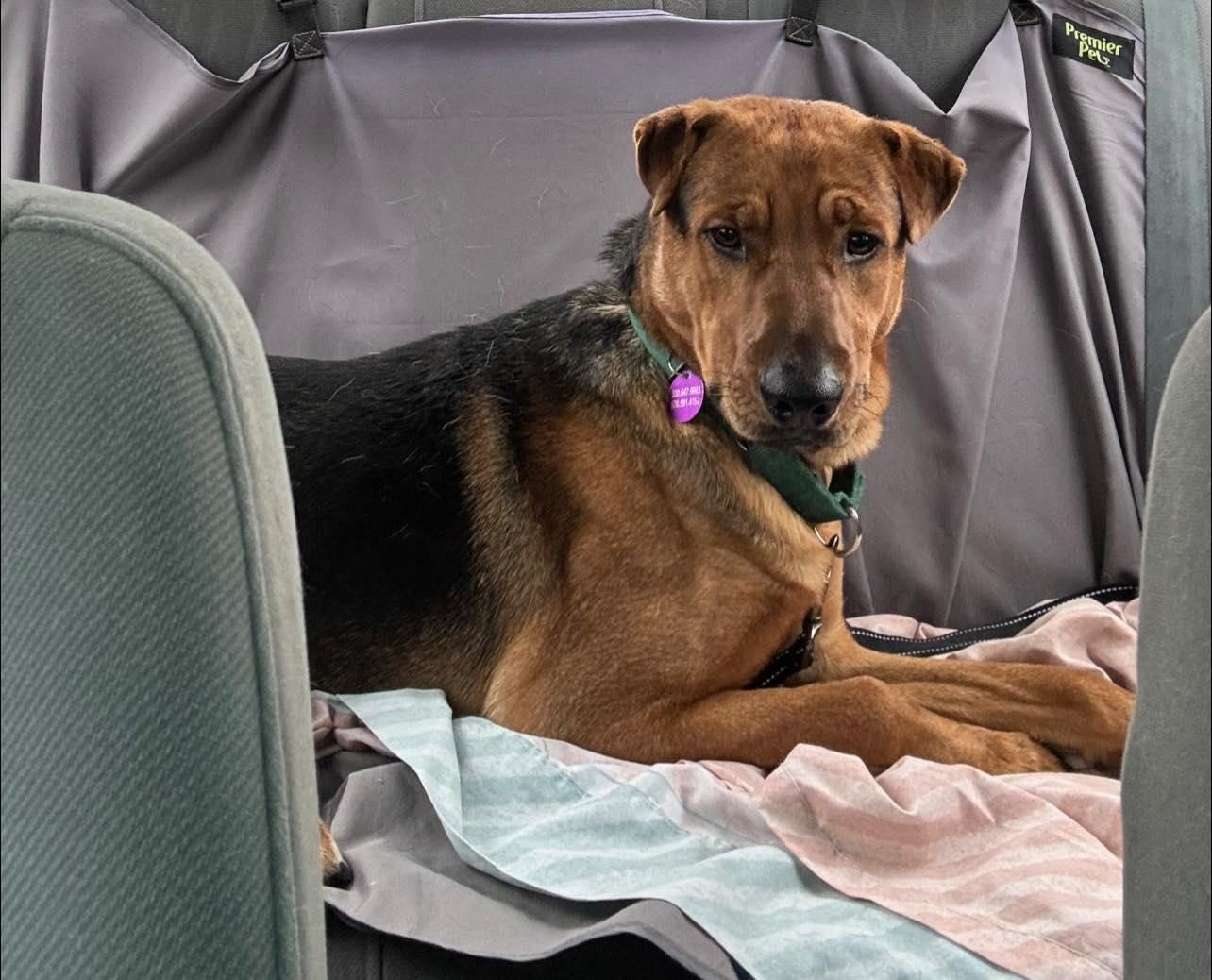 Enlarge Fiyero, a ADOPTABLE mixed breed in Tucson, AZ image 6/6