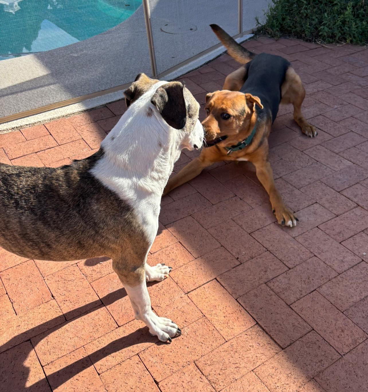 Enlarge Fiyero, a ADOPTABLE mixed breed in Tucson, AZ image 5/6