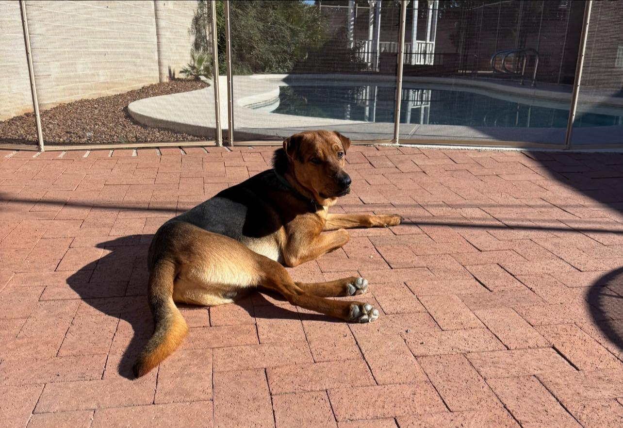 Enlarge Fiyero, a ADOPTABLE mixed breed in Tucson, AZ image 4/6