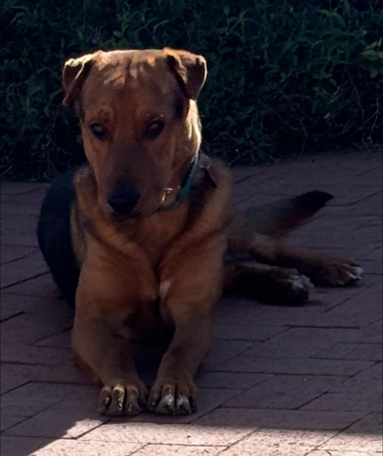 Enlarge Fiyero, a ADOPTABLE mixed breed in Tucson, AZ image 2/6