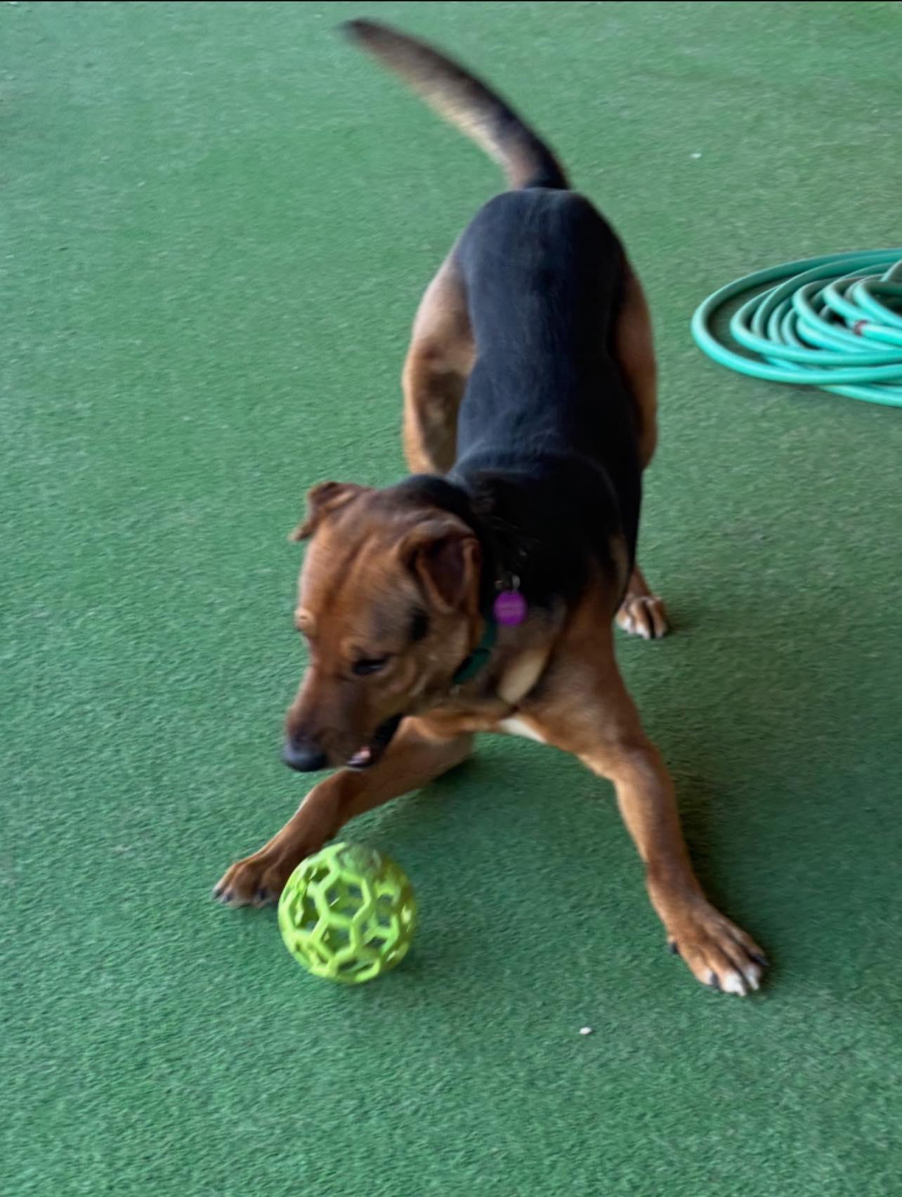 Enlarge Fiyero, a ADOPTABLE mixed breed in Tucson, AZ image 3/6