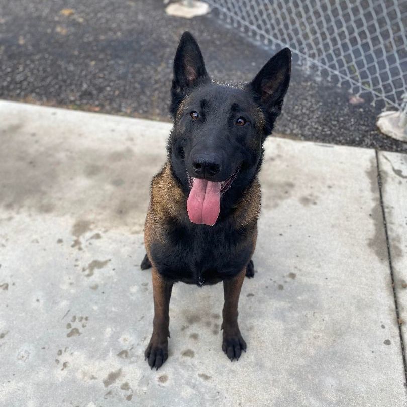 Lucy, Adopted, Adult Female Belgian Shepherd / Malinois.