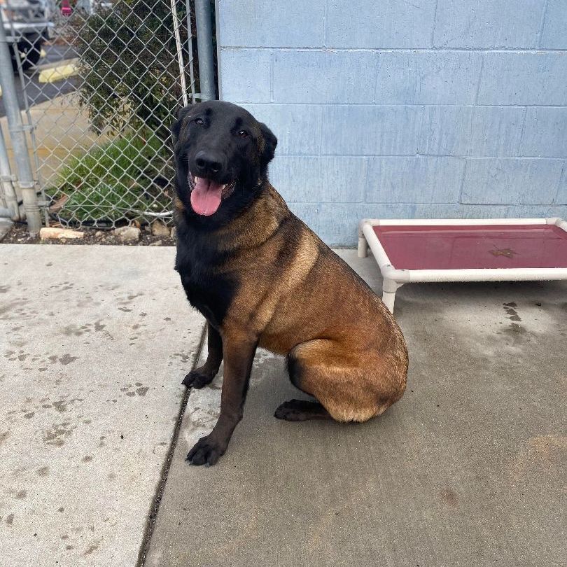Lucy, a Adopted Belgian Shepherd / Malinois in Yreka, CA image 3/3