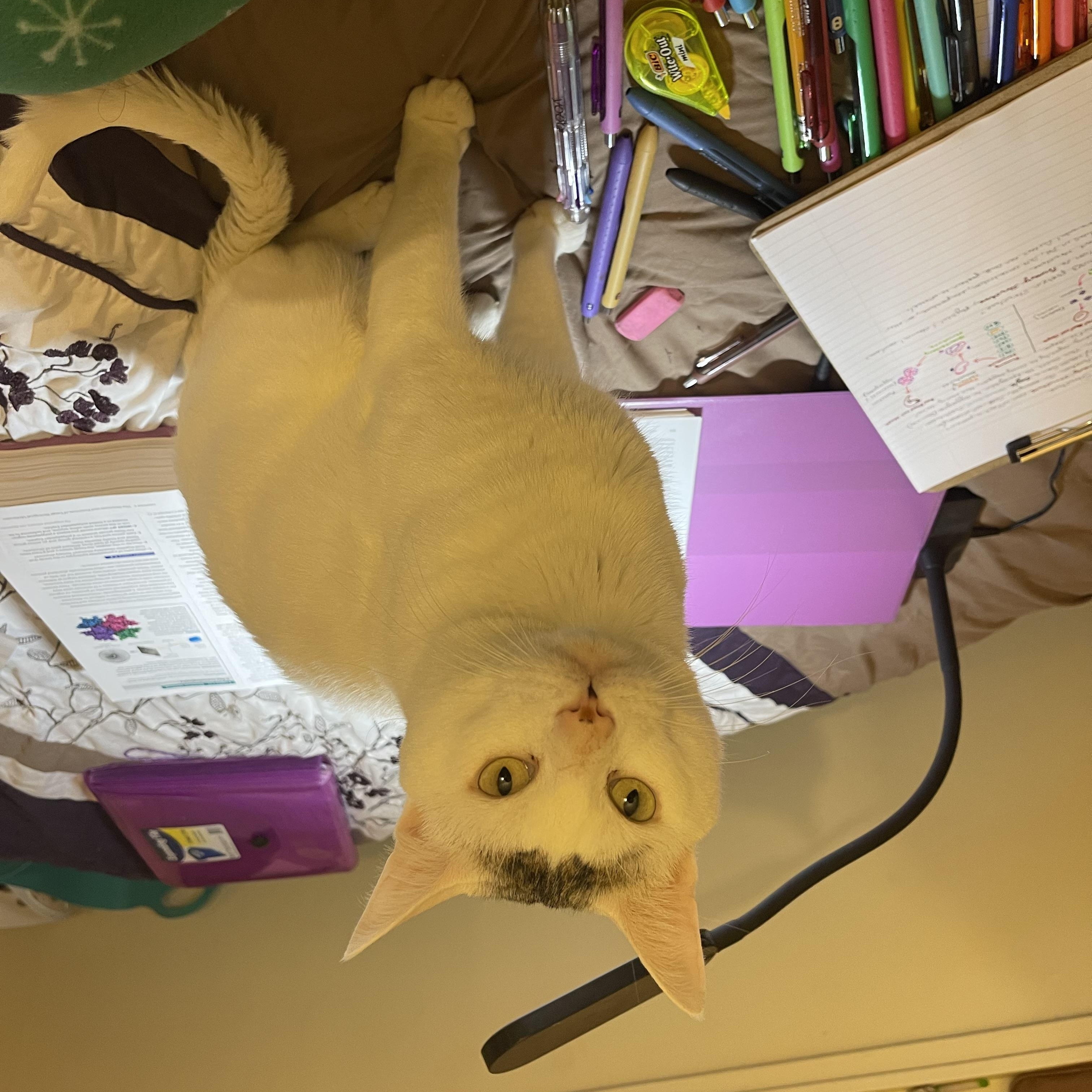 Speedy, a ADOPTABLE American Shorthair in Medford, MA image 2/6