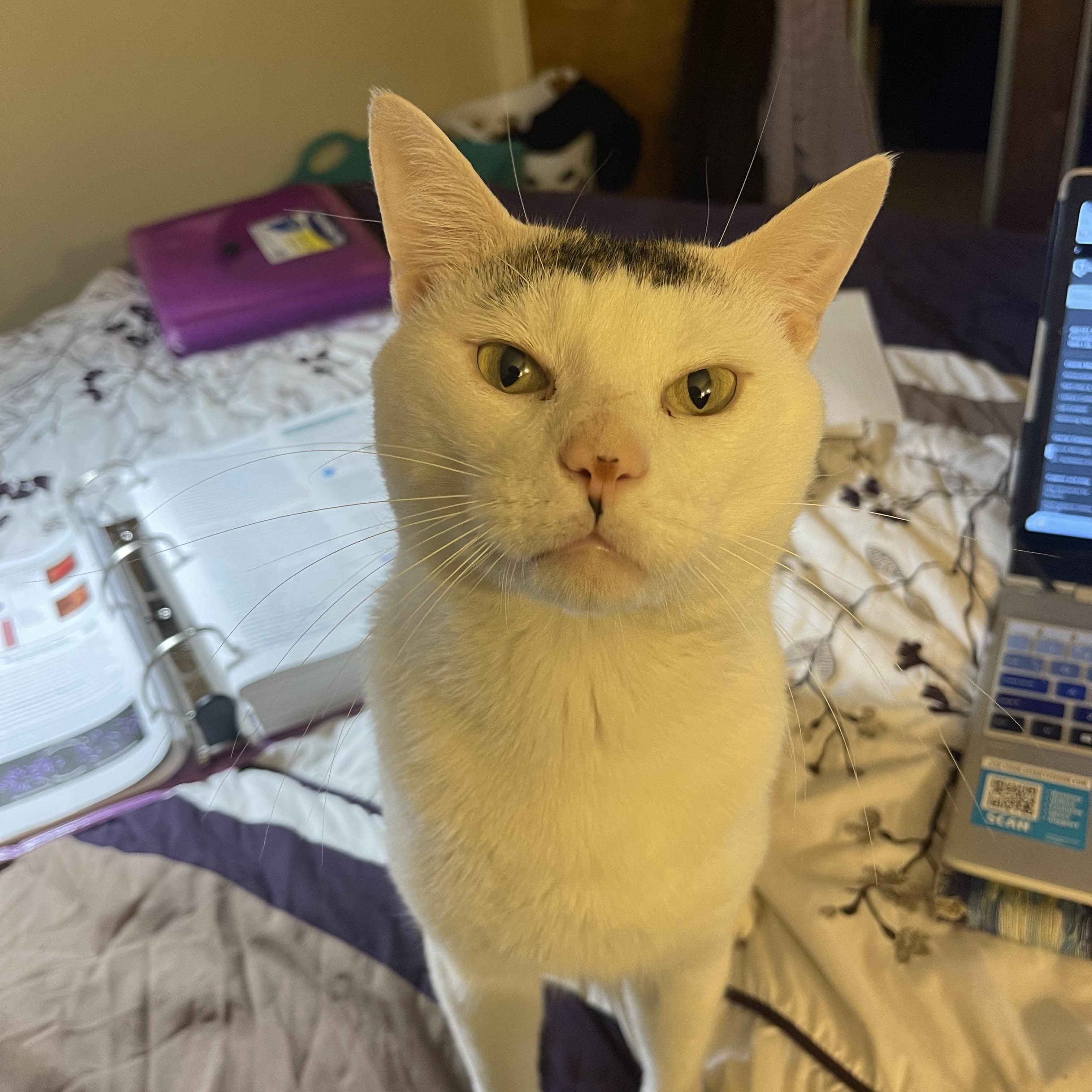 Speedy, ADOPTABLE, Senior Male American Shorthair.