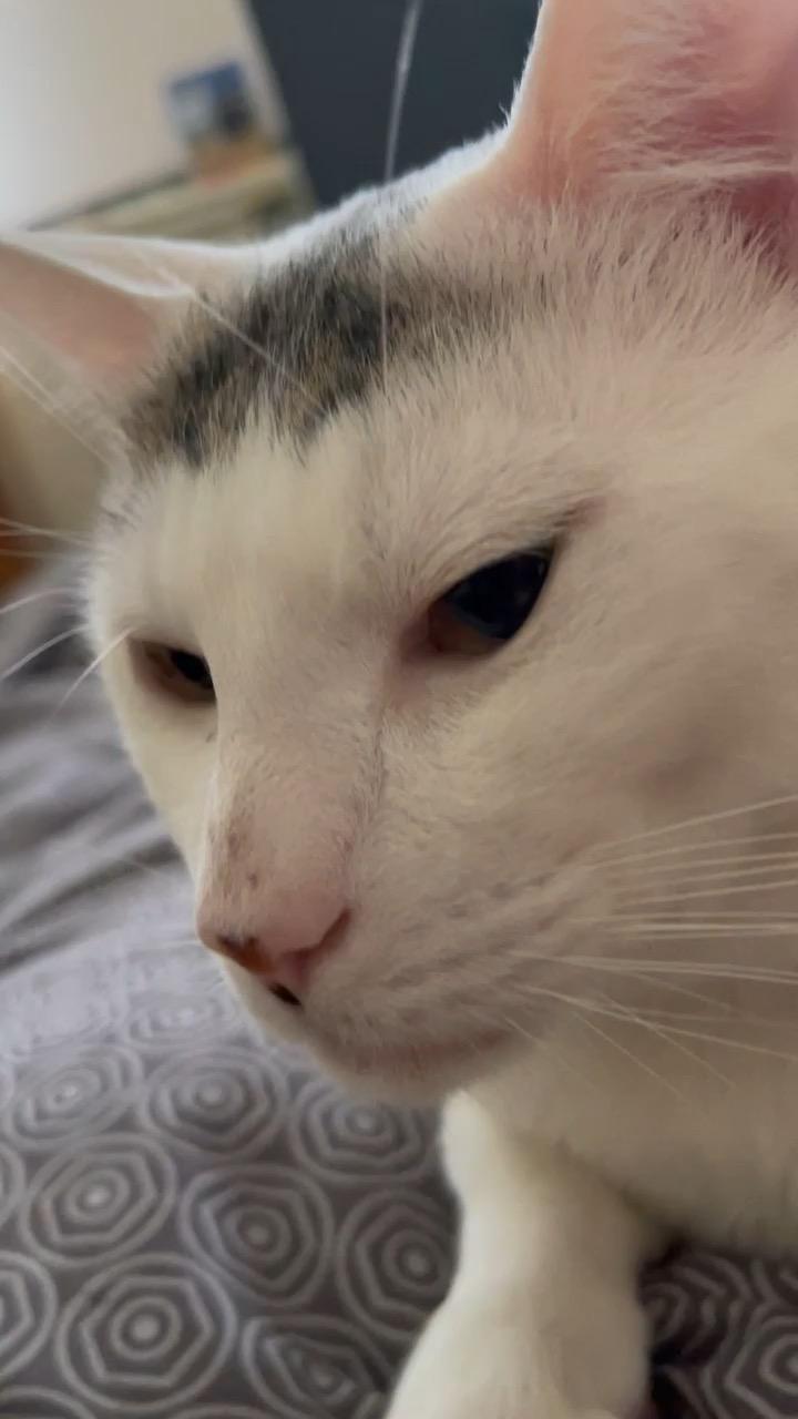 Speedy, a ADOPTABLE American Shorthair in Medford, MA image 6/6
