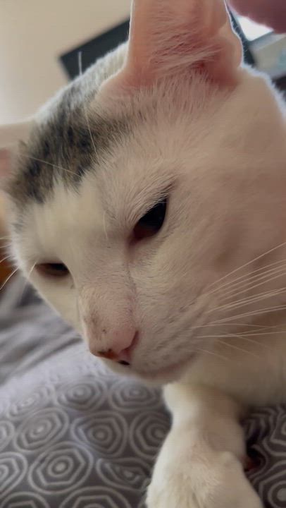 Enlarge Speedy, a ADOPTABLE American Shorthair in Medford, MA video 3/6