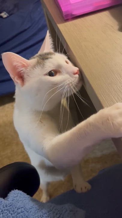 Enlarge Speedy, a ADOPTABLE American Shorthair in Medford, MA video 5/6