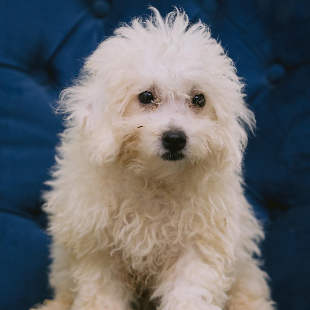 Angel Band, ADOPTABLE, Puppy Male Bichon Frise.