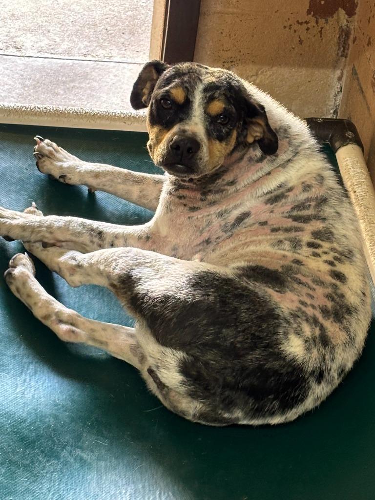 Pumba, Adoptable, Young Female Australian Cattle Dog / Blue Heeler & Hound.