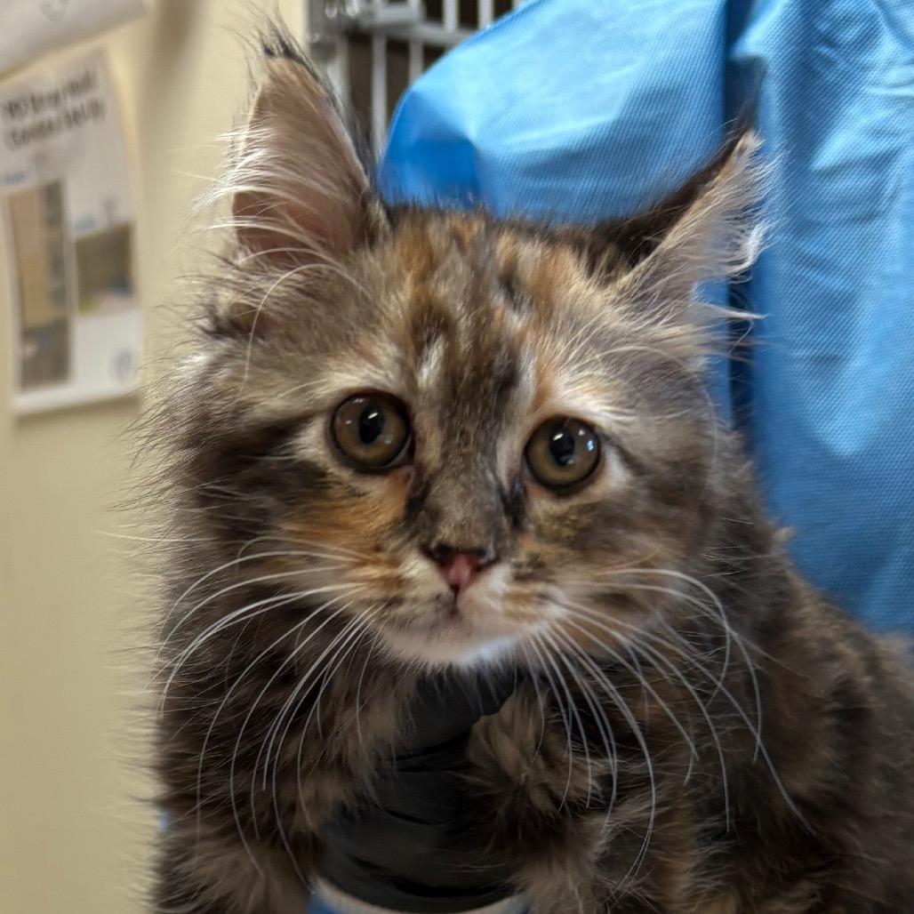 Annabelle - In foster!, Adoptable, Kitten Female Domestic Long Hair.