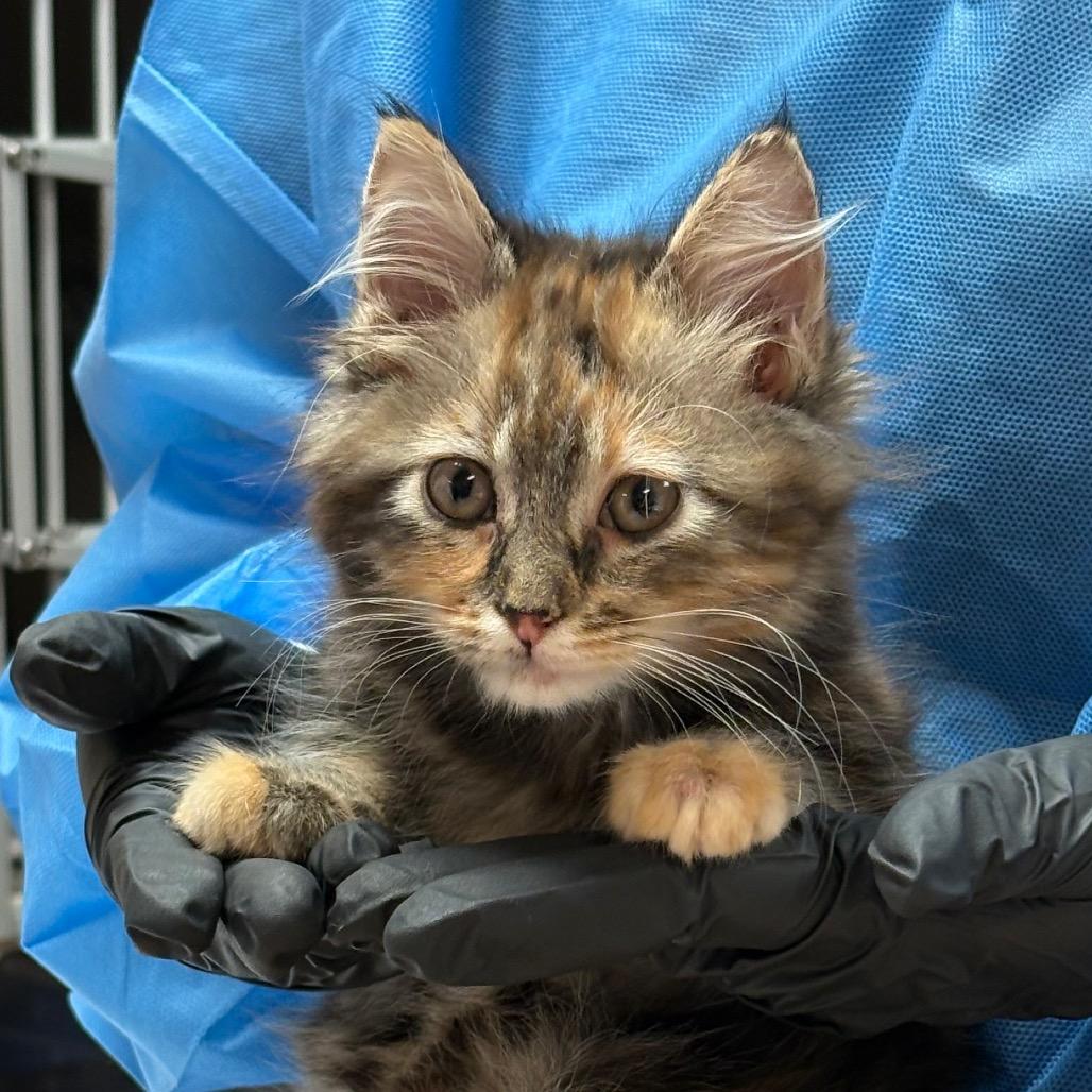 Enlarge Annabelle - In foster!, a Adoptable Domestic Long Hair in Flagstaff, AZ image 2/2