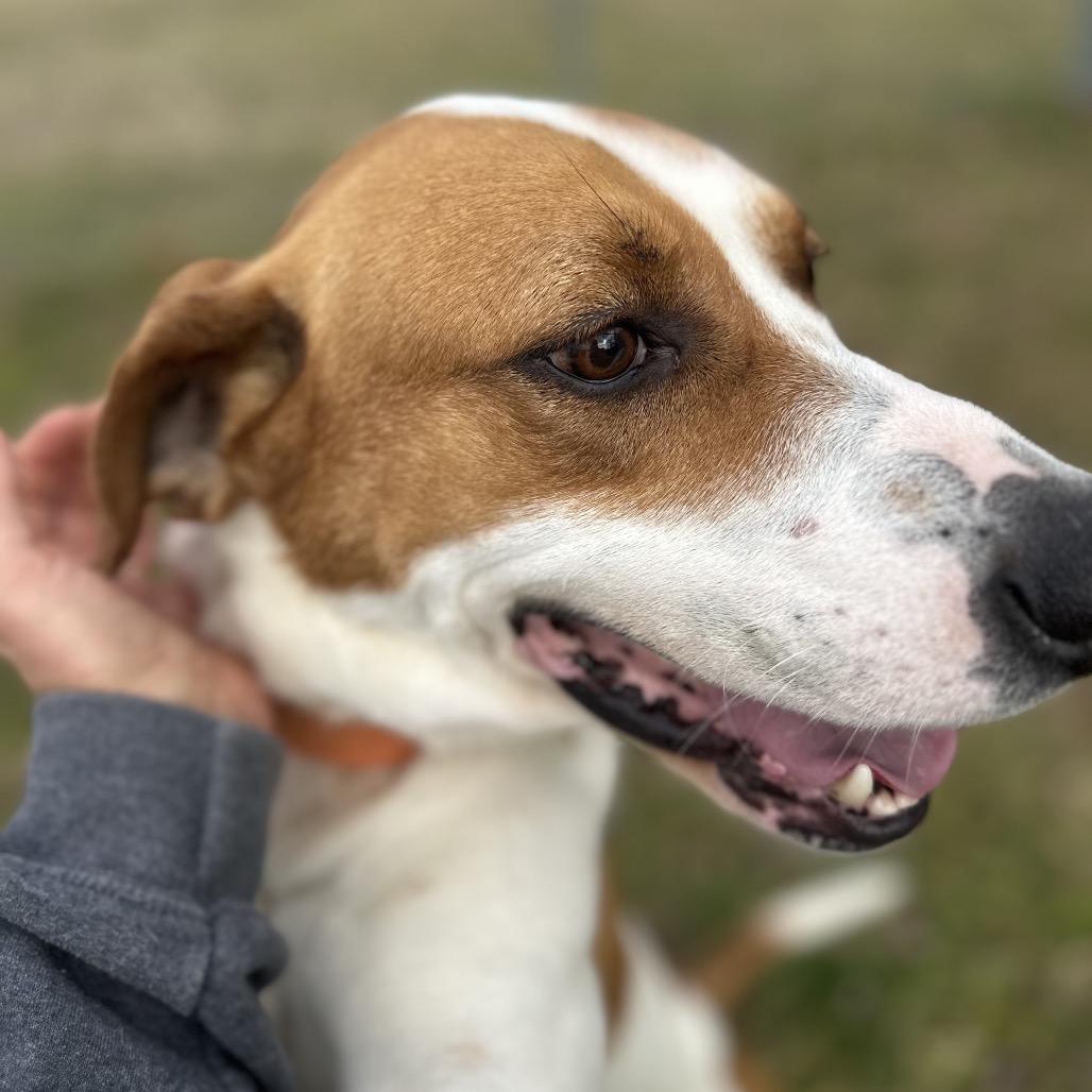 Enlarge Copper, a Adoptable mixed breed in Kokomo, IN image 1/6