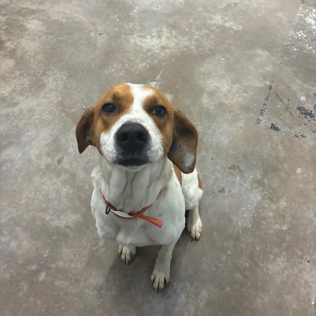 Enlarge Copper, a Adoptable mixed breed in Kokomo, IN image 3/6