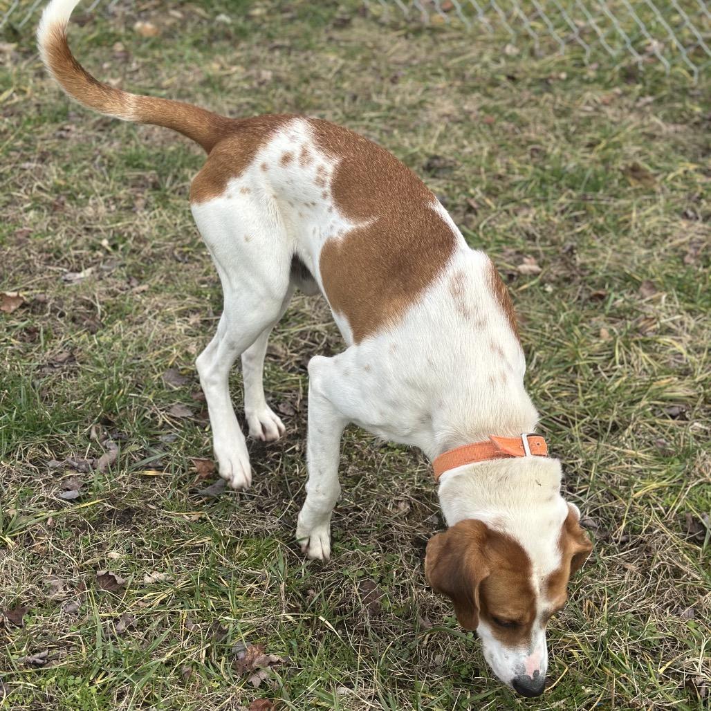 Enlarge Copper, a Adoptable mixed breed in Kokomo, IN image 5/6
