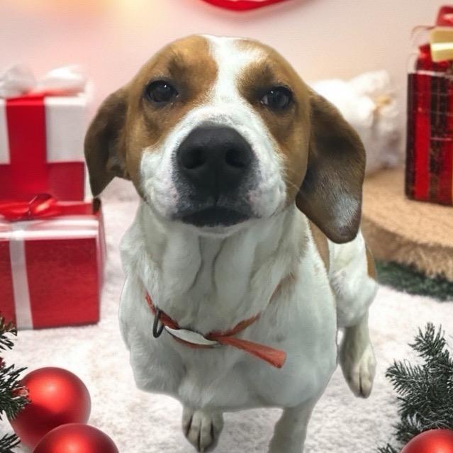 Enlarge Copper, a Adoptable mixed breed in Kokomo, IN image 6/6