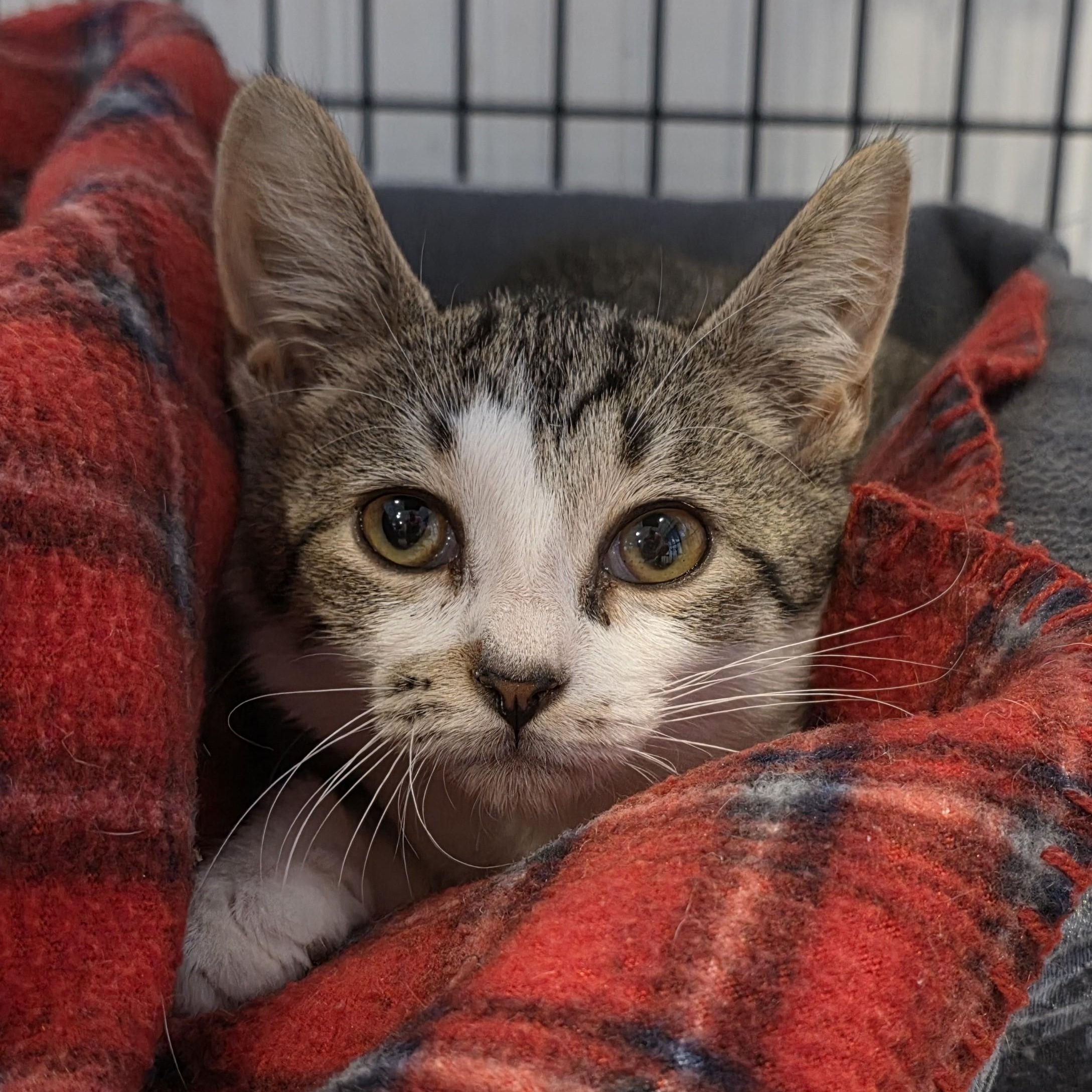 Max, Adoptable, Young Male Domestic Short Hair.