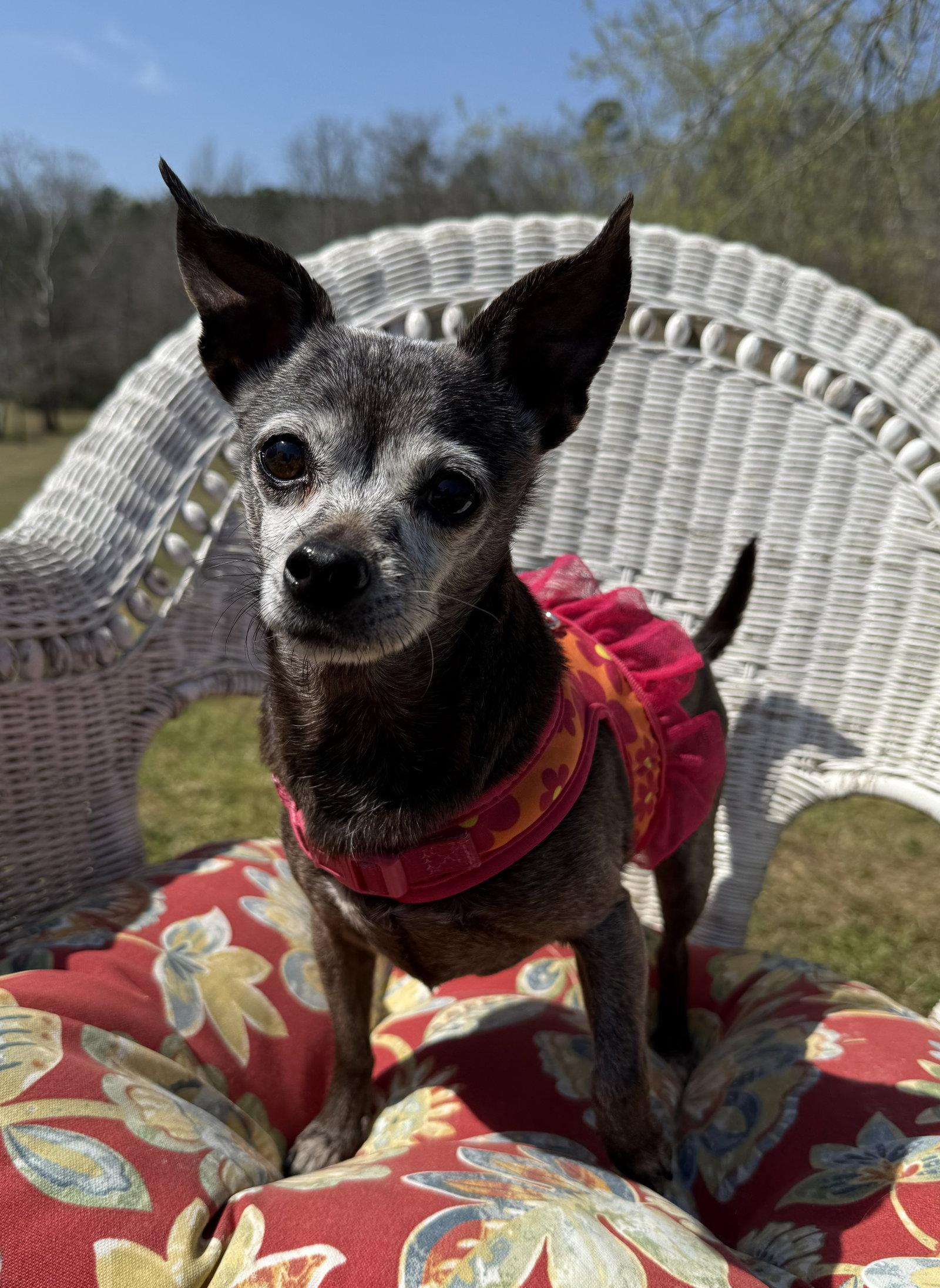 Enlarge Cupcake, a Adoptable Chihuahua in Attalla, AL image 3/3