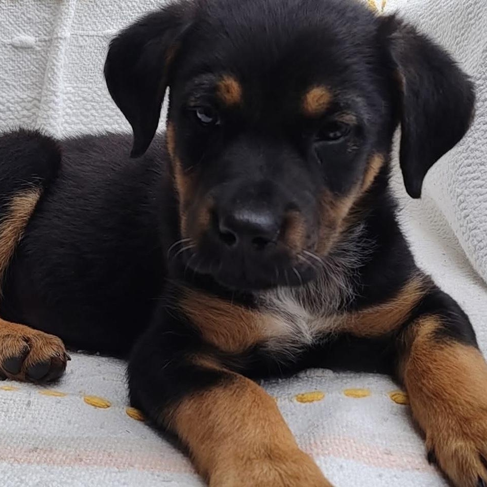 Enlarge Kindra, a ADOPTABLE mixed breed in McHenry, IL image 3/3