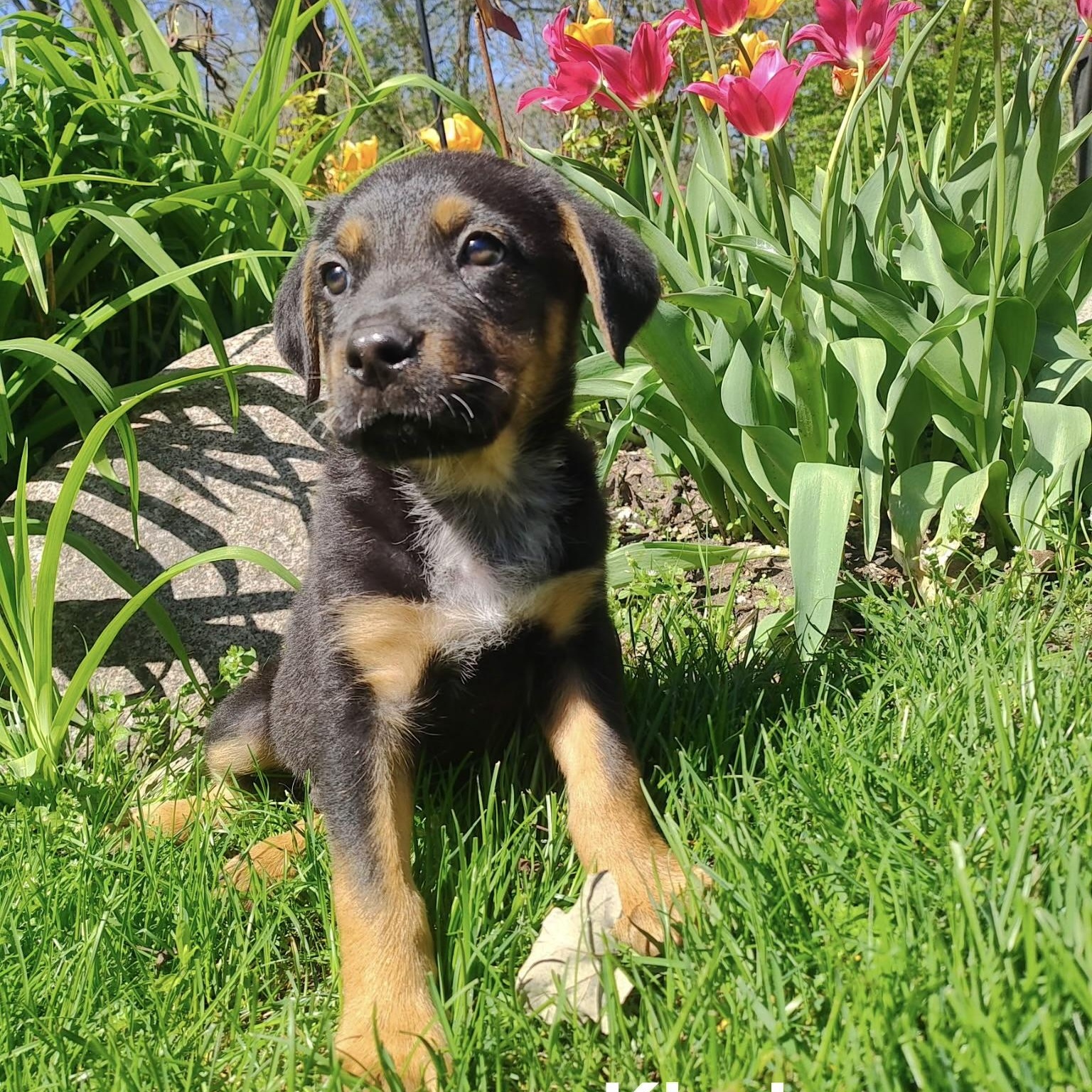 Enlarge Kindra, a ADOPTABLE mixed breed in McHenry, IL image 1/3