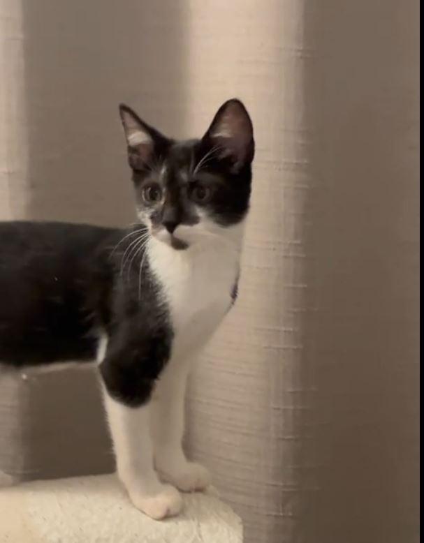 Enlarge Humo, an adopted Domestic Short Hair in Boston, MA image 3/6