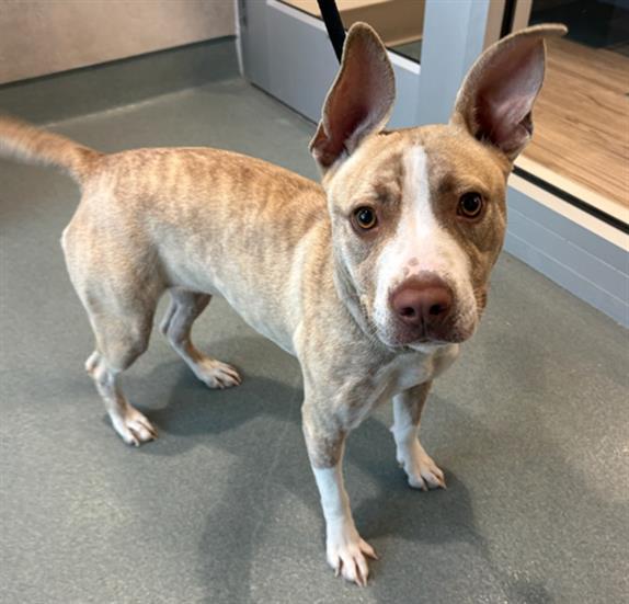 BELLA, Adoptable, Young Female Pit Bull Terrier.