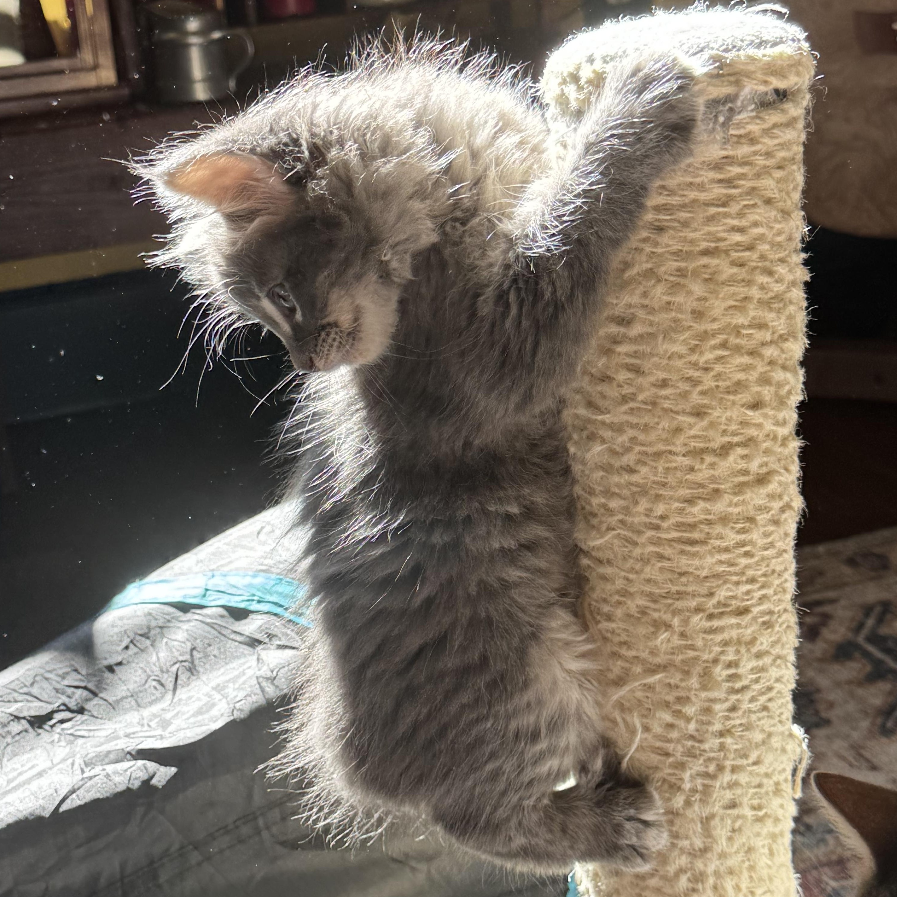 Molar, an adopted Domestic Long Hair in Pasco, WA image 4/4
