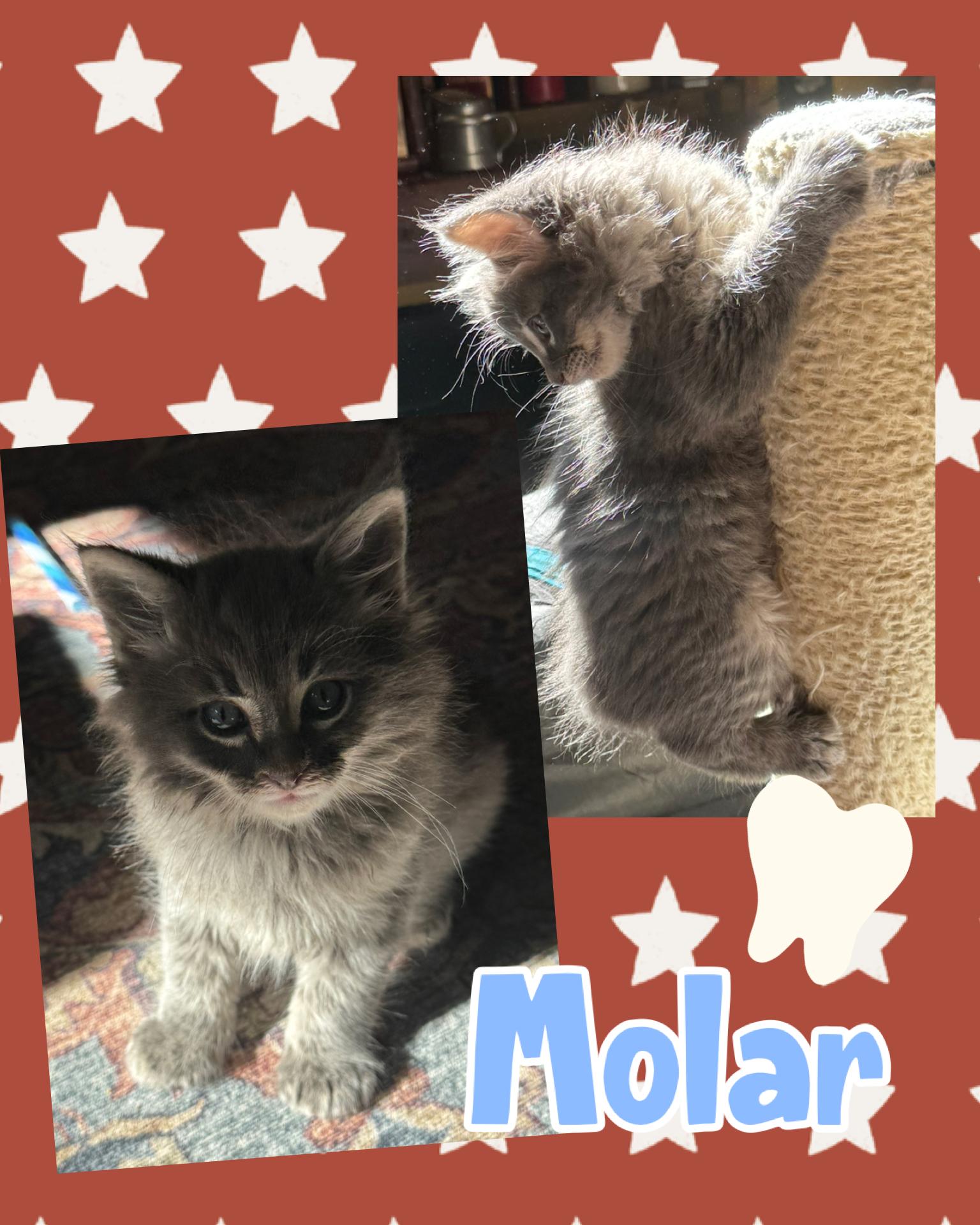 Molar, an adopted Domestic Long Hair in Pasco, WA image 1/4