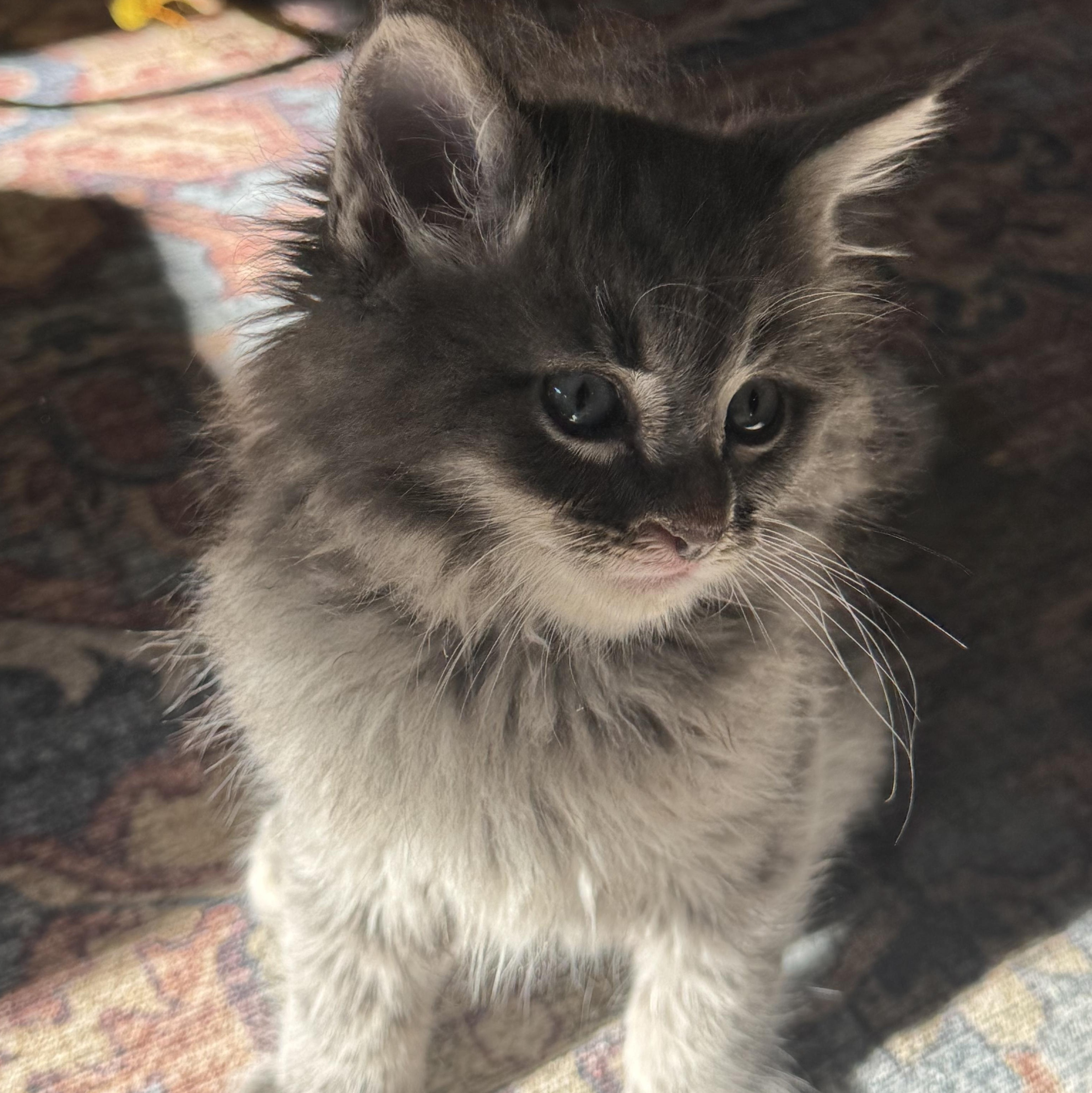 Molar, an adopted Domestic Long Hair in Pasco, WA image 3/4