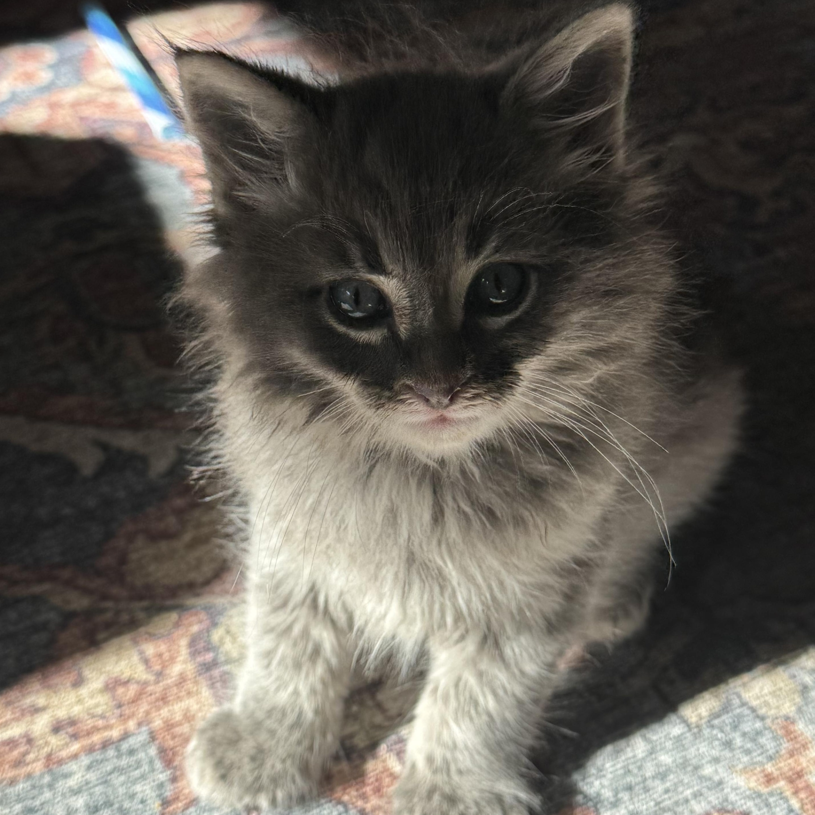 Molar, an adopted Domestic Long Hair in Pasco, WA image 2/4