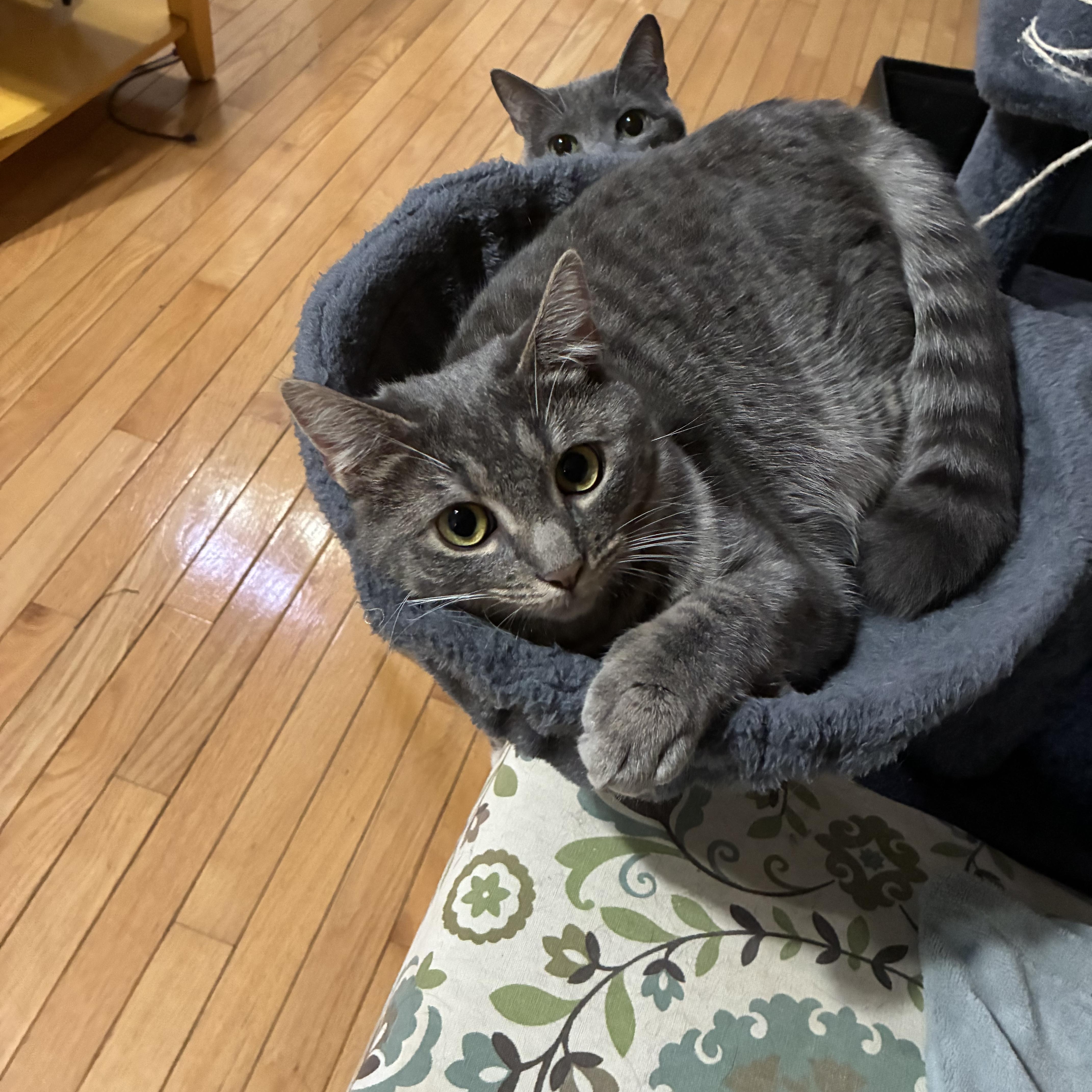 Enlarge Emma, a Adoptable Domestic Short Hair in Sewell, NJ image 3/3