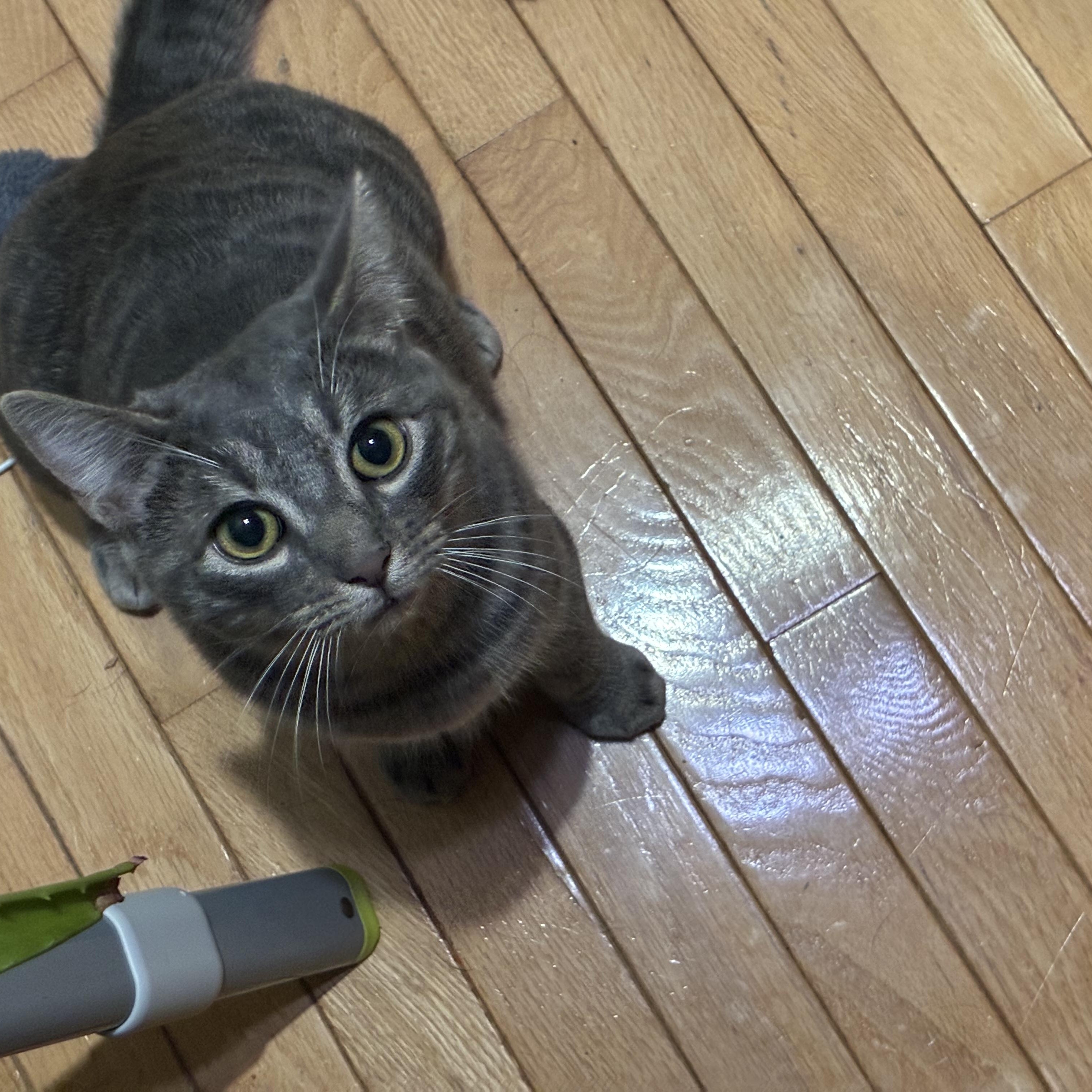 Emma, Adoptable, Kitten Female Domestic Short Hair.