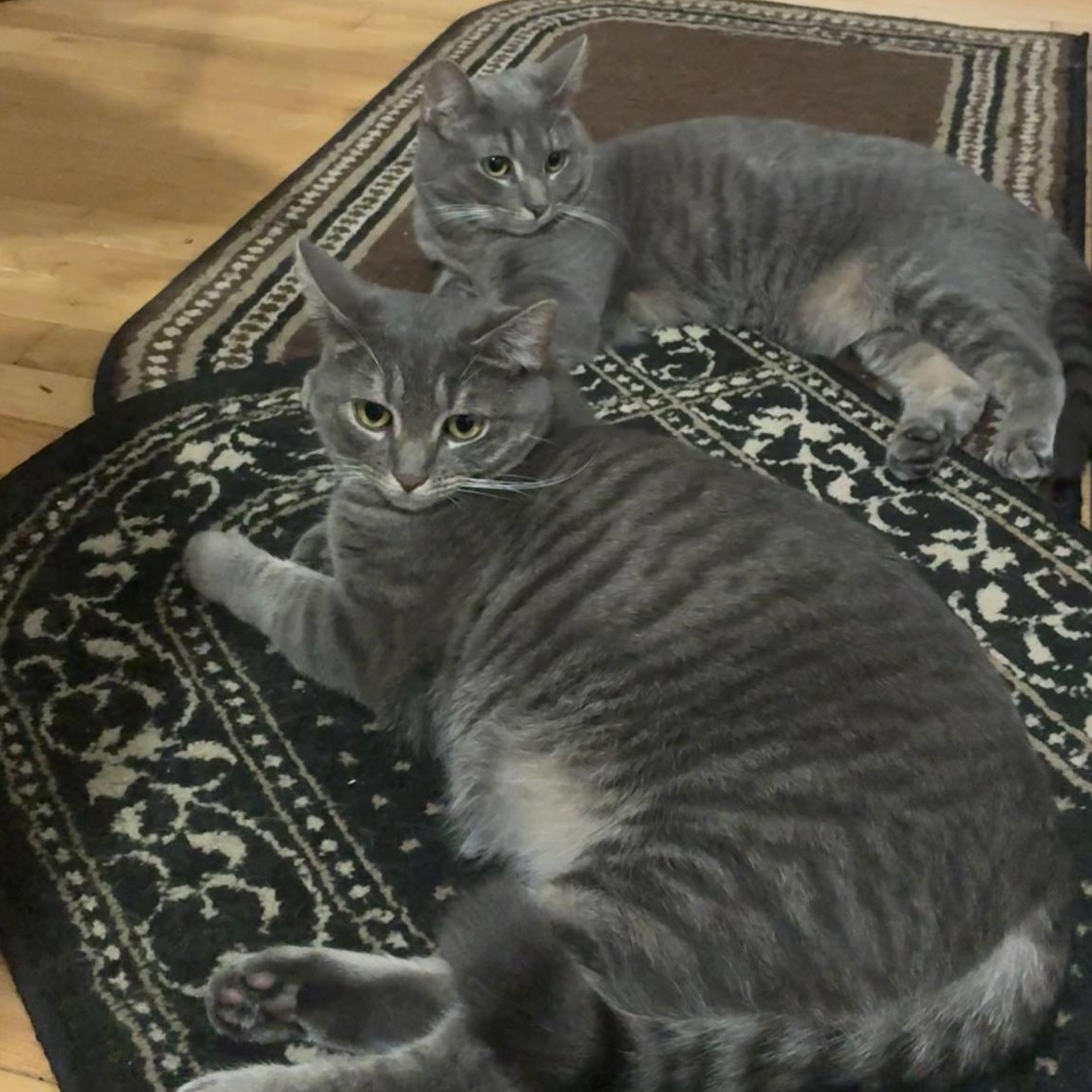 Emma & Gussie (Bonded Pair), Adoptable, Kitten Female Domestic Short Hair.