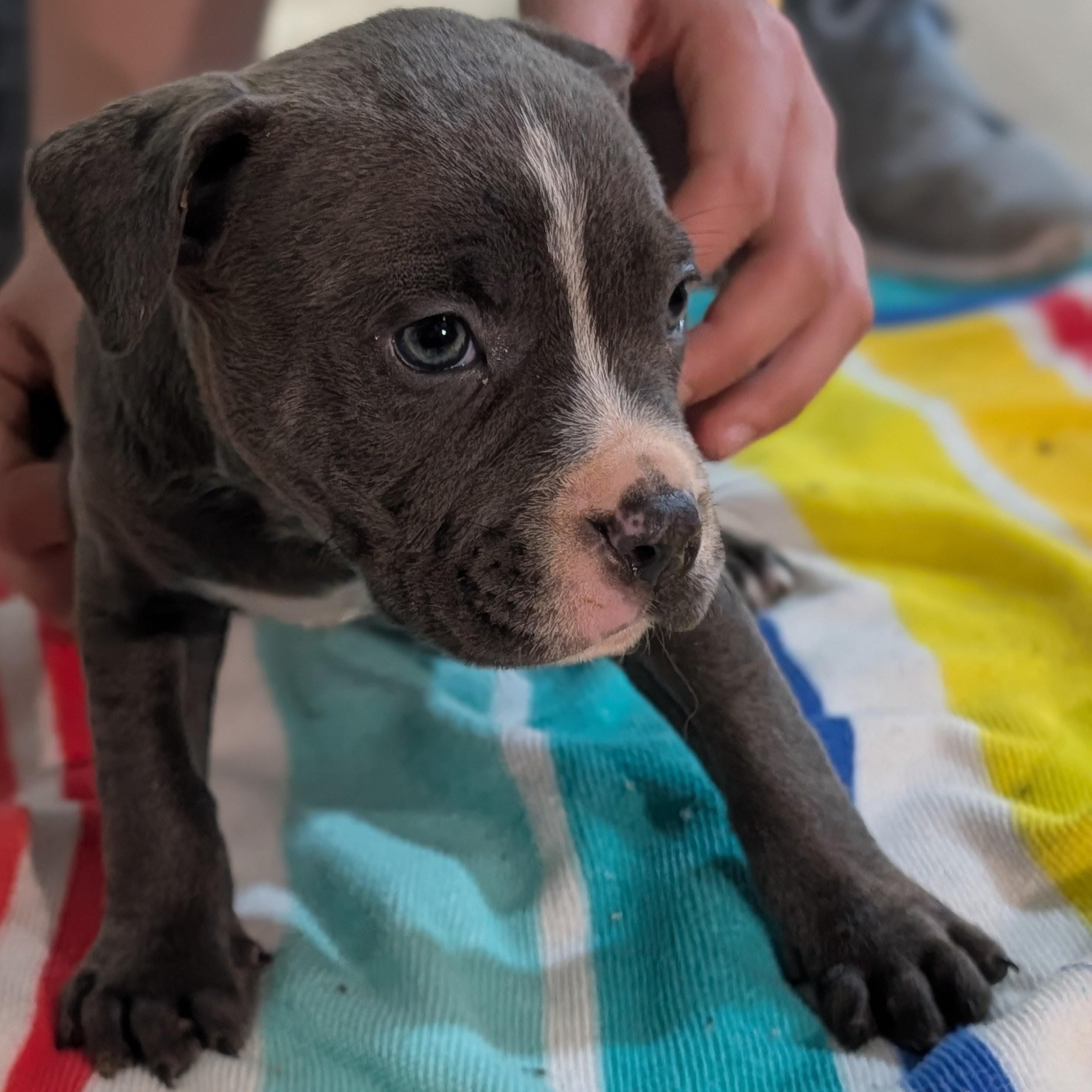 Enlarge Phil (Rugrats Pups), a ADOPTABLE Mixed Breed in Alma, MI image 1/1