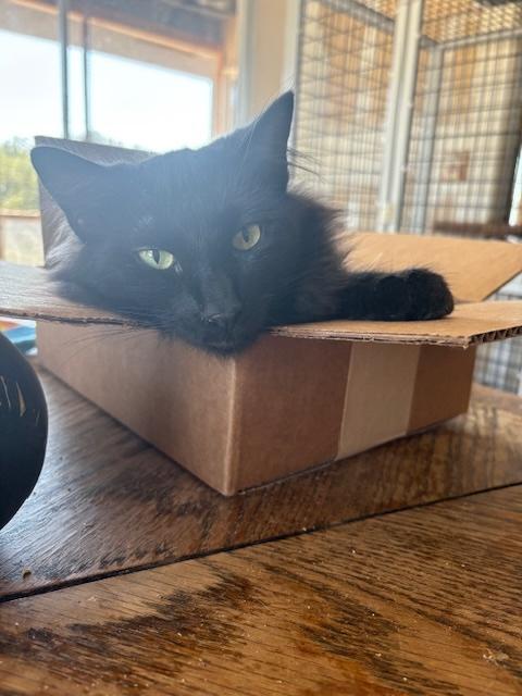 Kali, a Adoptable Domestic Medium Hair in Santa Cruz, CA image 3/6