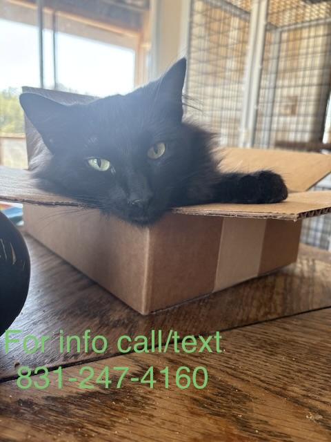 Enlarge Kali, a Adoptable Domestic Medium Hair in Santa Cruz, CA image 1/6